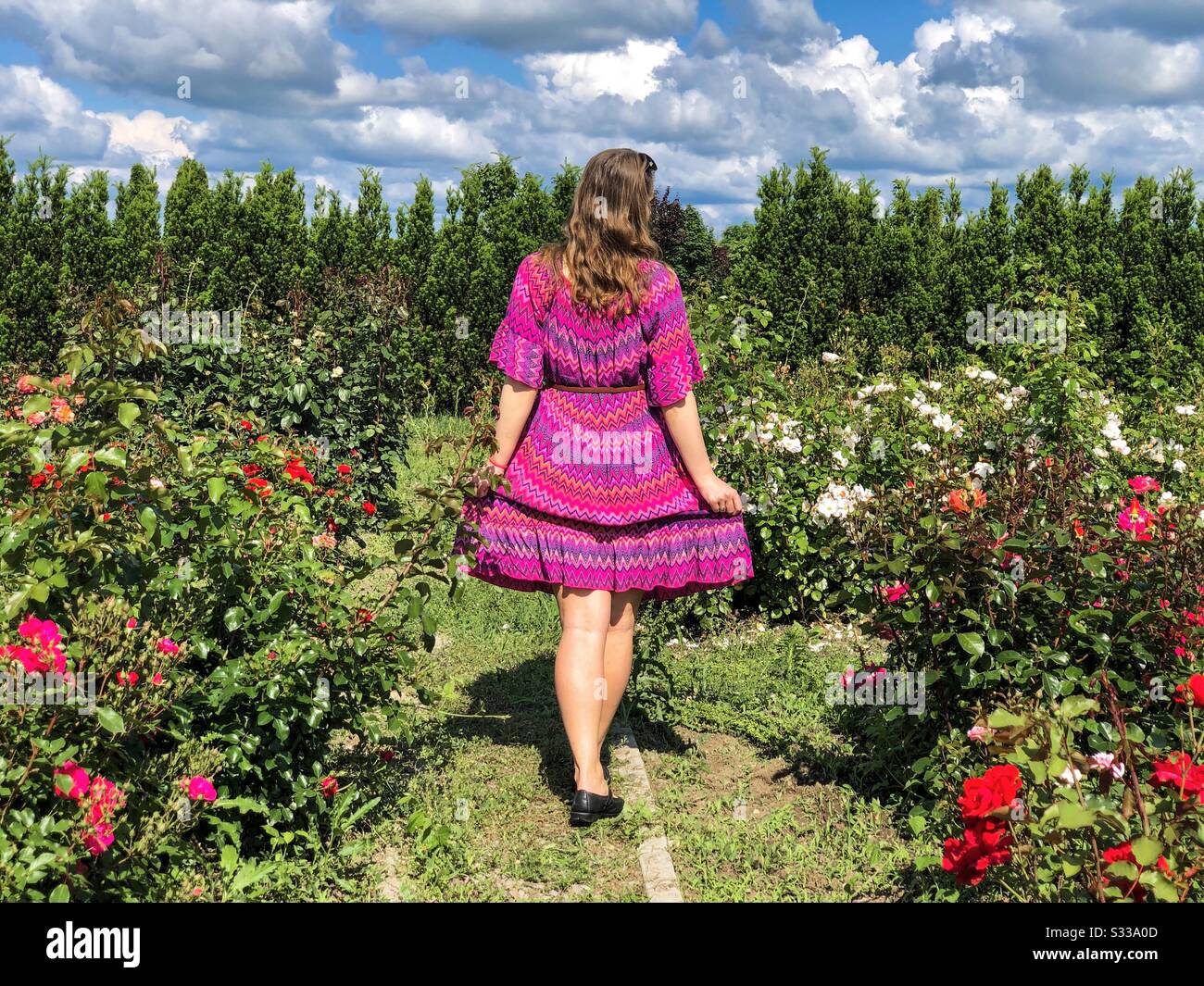 Woman in pink dress surrounded by roses - Smartphone Captured Stock Image