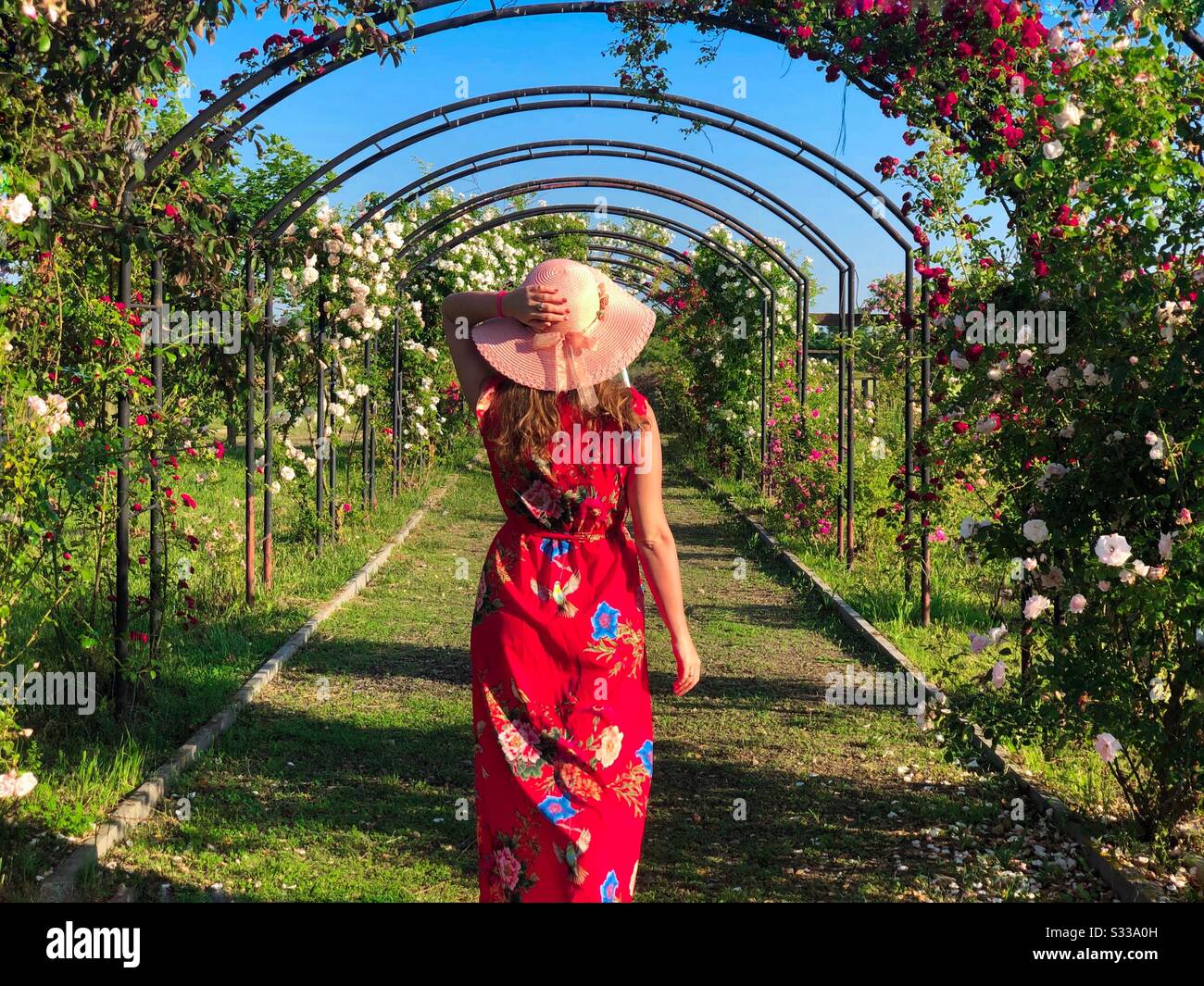 Woman in red dress in a garden of roses - Smartphone Captured Stock Image