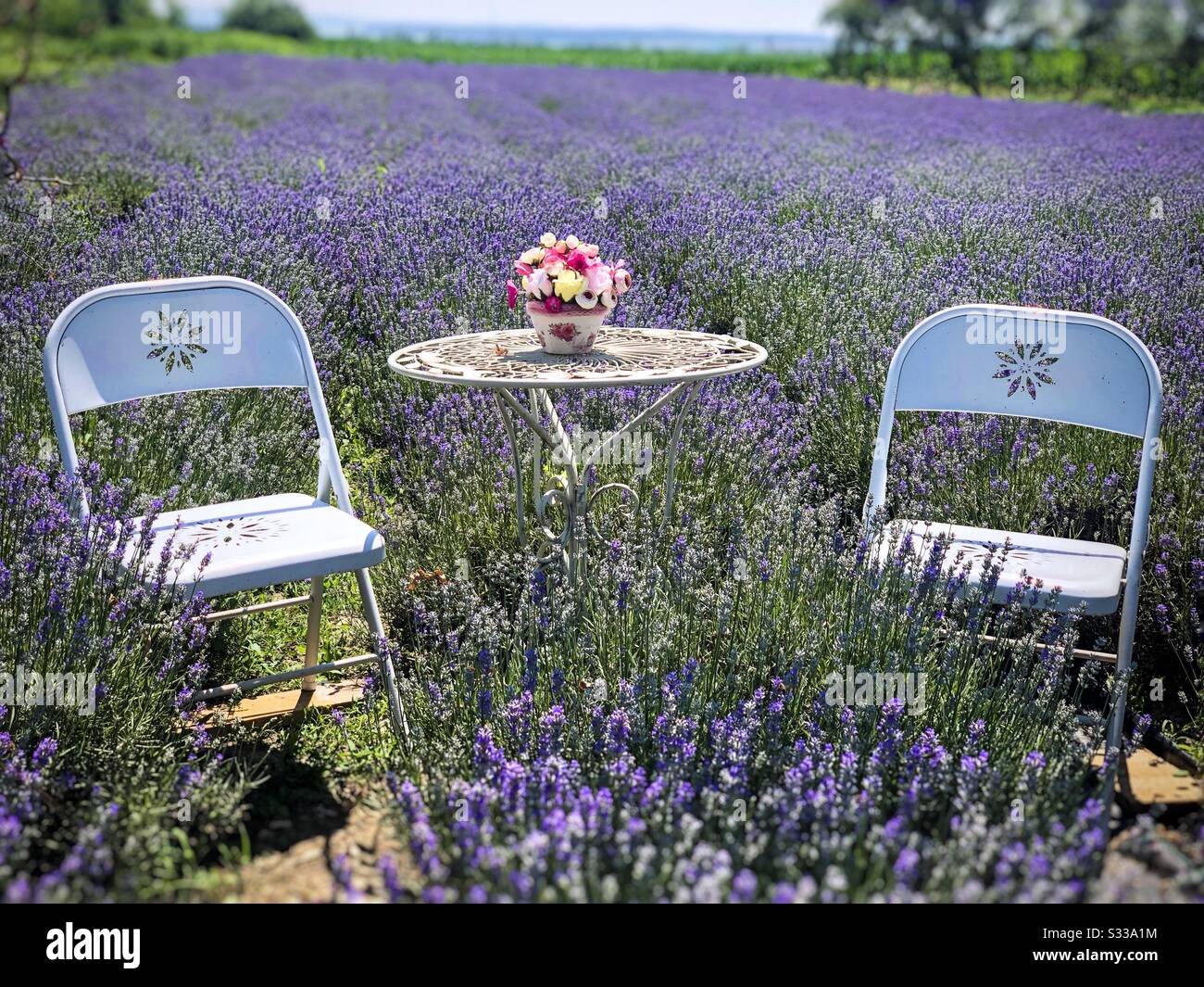 Table with chairs and a lavender field Stock Photo