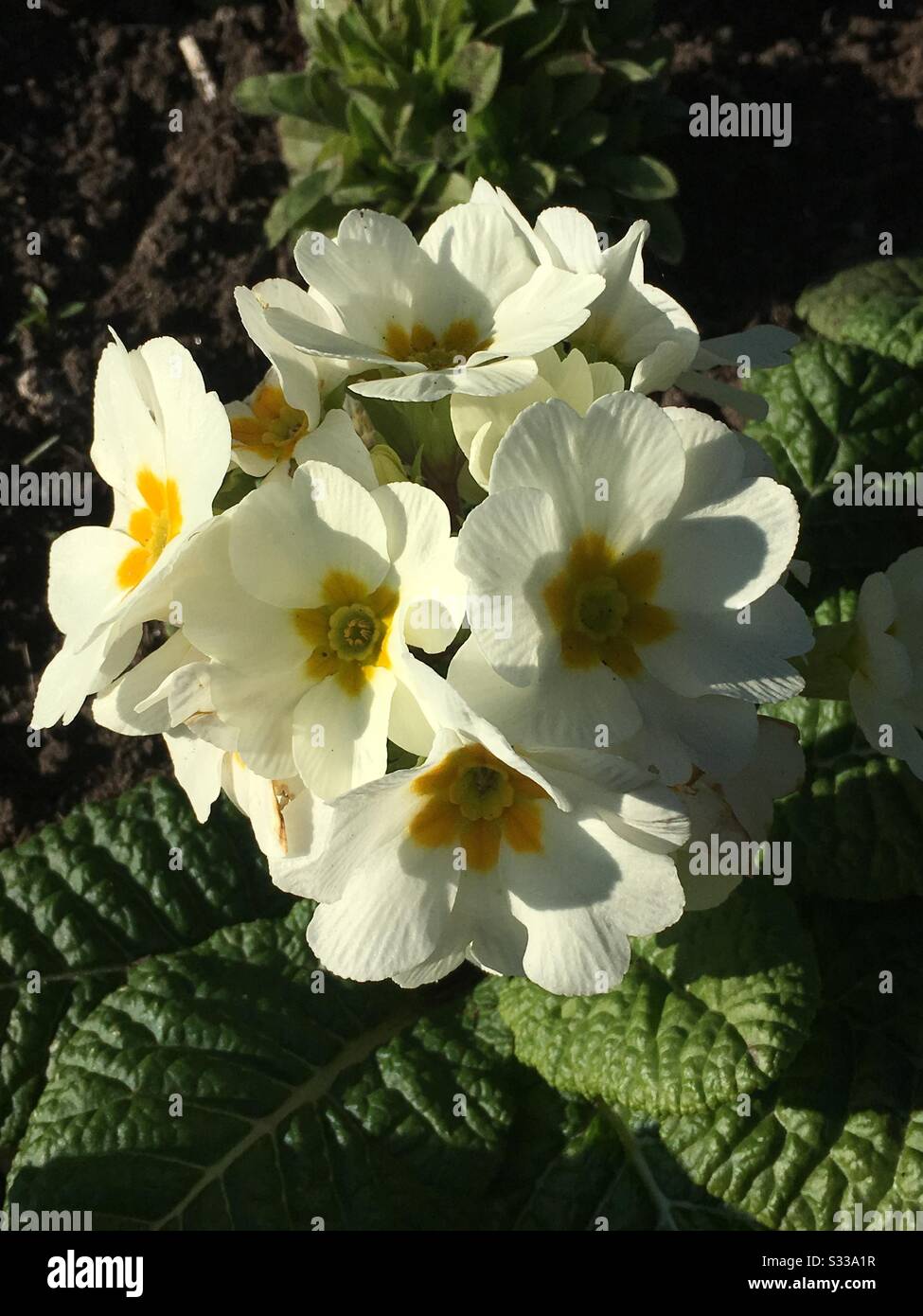 Primrose (Primula Vulgaris) Stock Photo