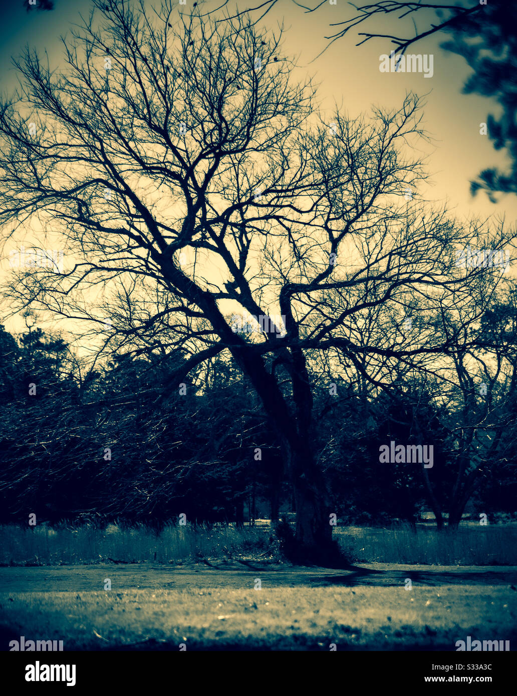 The giving tree hi-res stock photography and images - Alamy