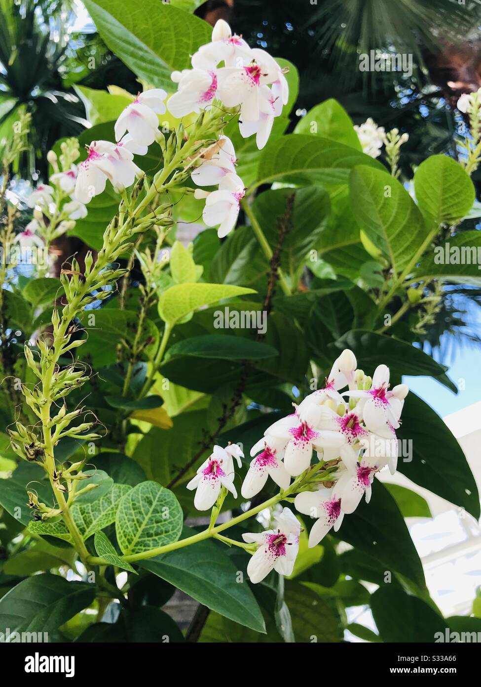 Zoomed Pic Of A Colour Full Garden Bed White Shrub Flower With Pink Freckles Plant Name Unknown White Pink Flower In Stalk White Flower Stock Photo Alamy