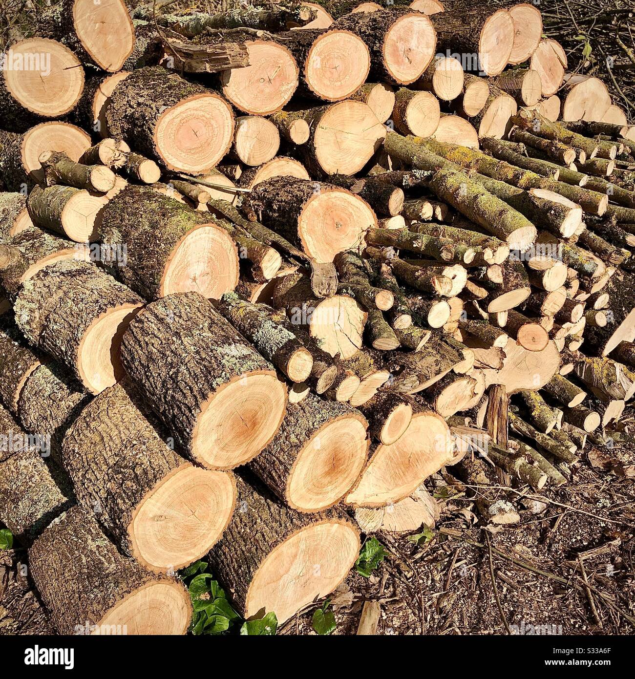 Stack of new cut logs for domestic firewood. - Smartphone Captured Stock Image