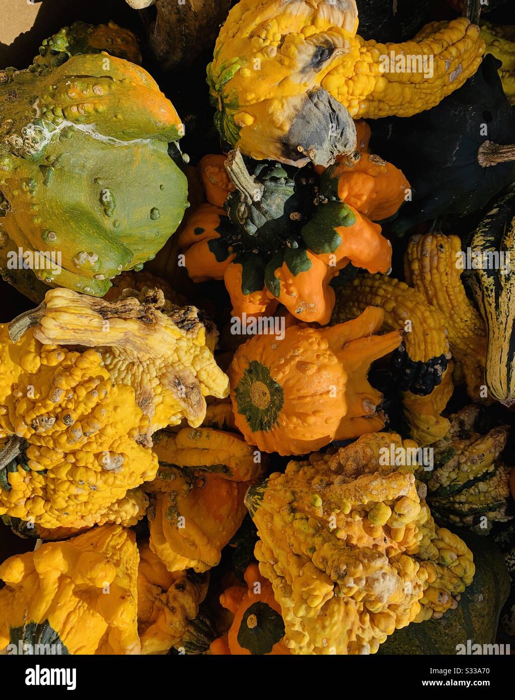 Closeup photo colorful gourds in box with bright sunny shining on them at fall festival. Stock Photo