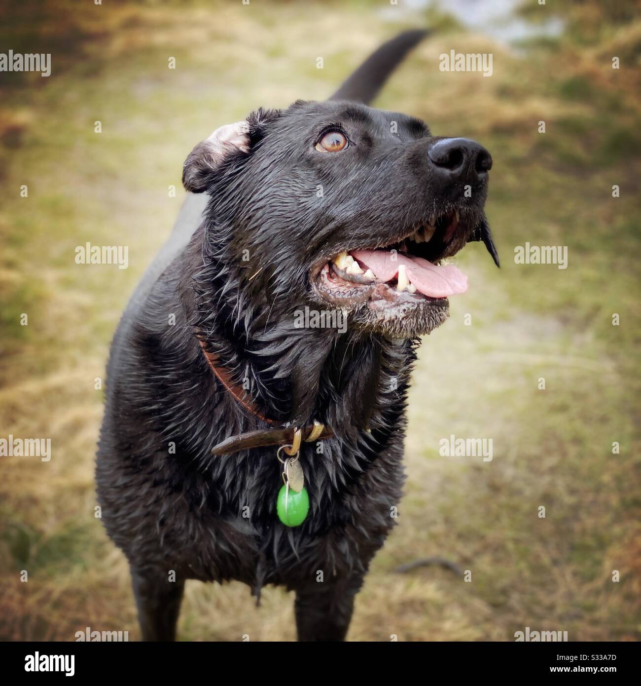 A closeup snout view portrait of a mature 8 year old Black Labrador pet dog out for a walk on a wet and muddy winter day. Open mouth with tongue out and soaked fur coat - Smartphone Captured Stock Image