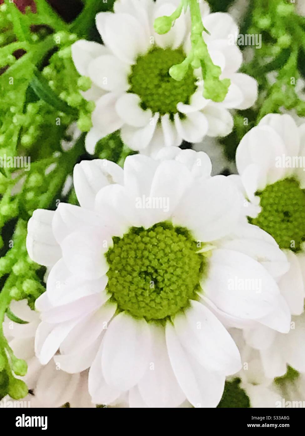 White filler flowers in a bouquet flower similar to small white daisy white flower with