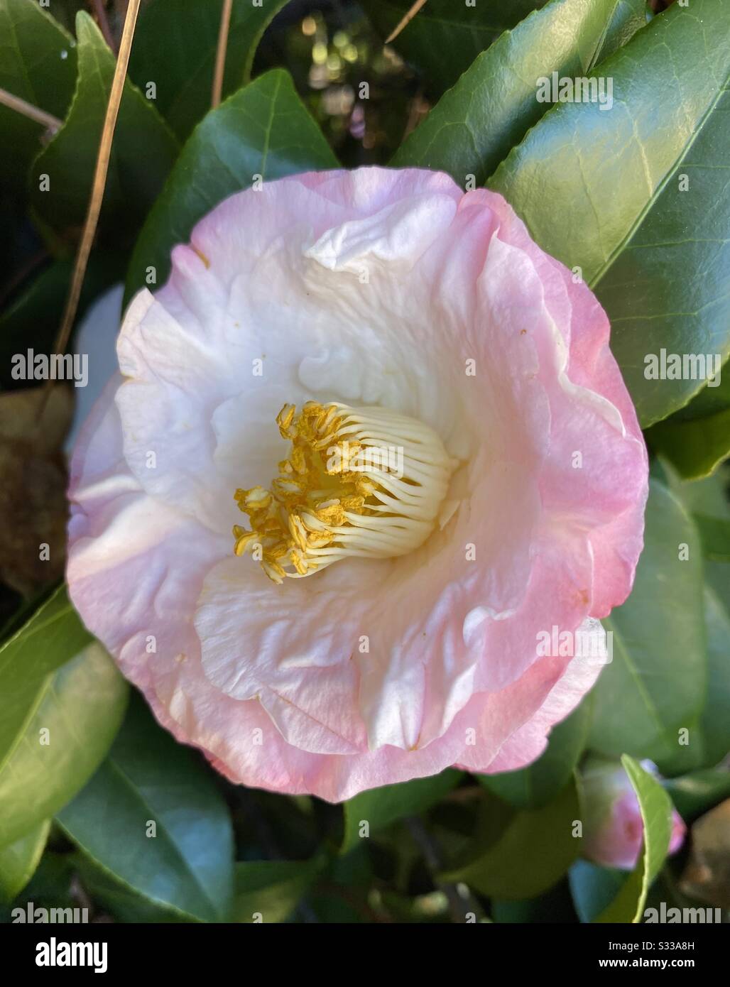 Pink and white camellia bloom closeup - Smartphone Captured Stock Image