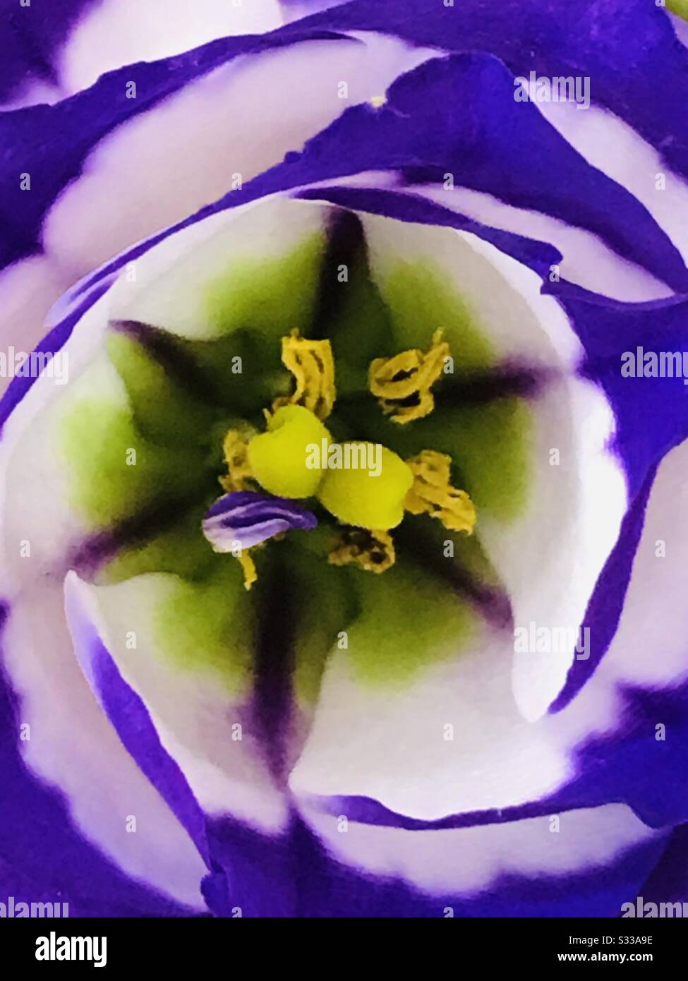 Ranunculus Tomer Picotee flowers a rose like beauty, Long lasting cut