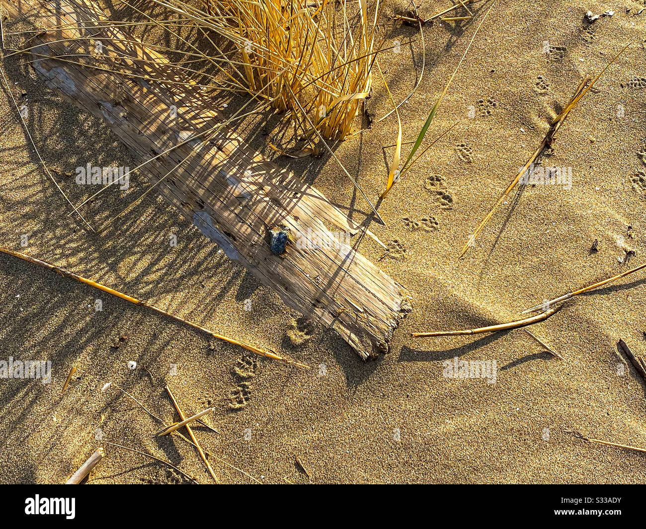 Animal Tracks On Sand Stock Photo - Alamy