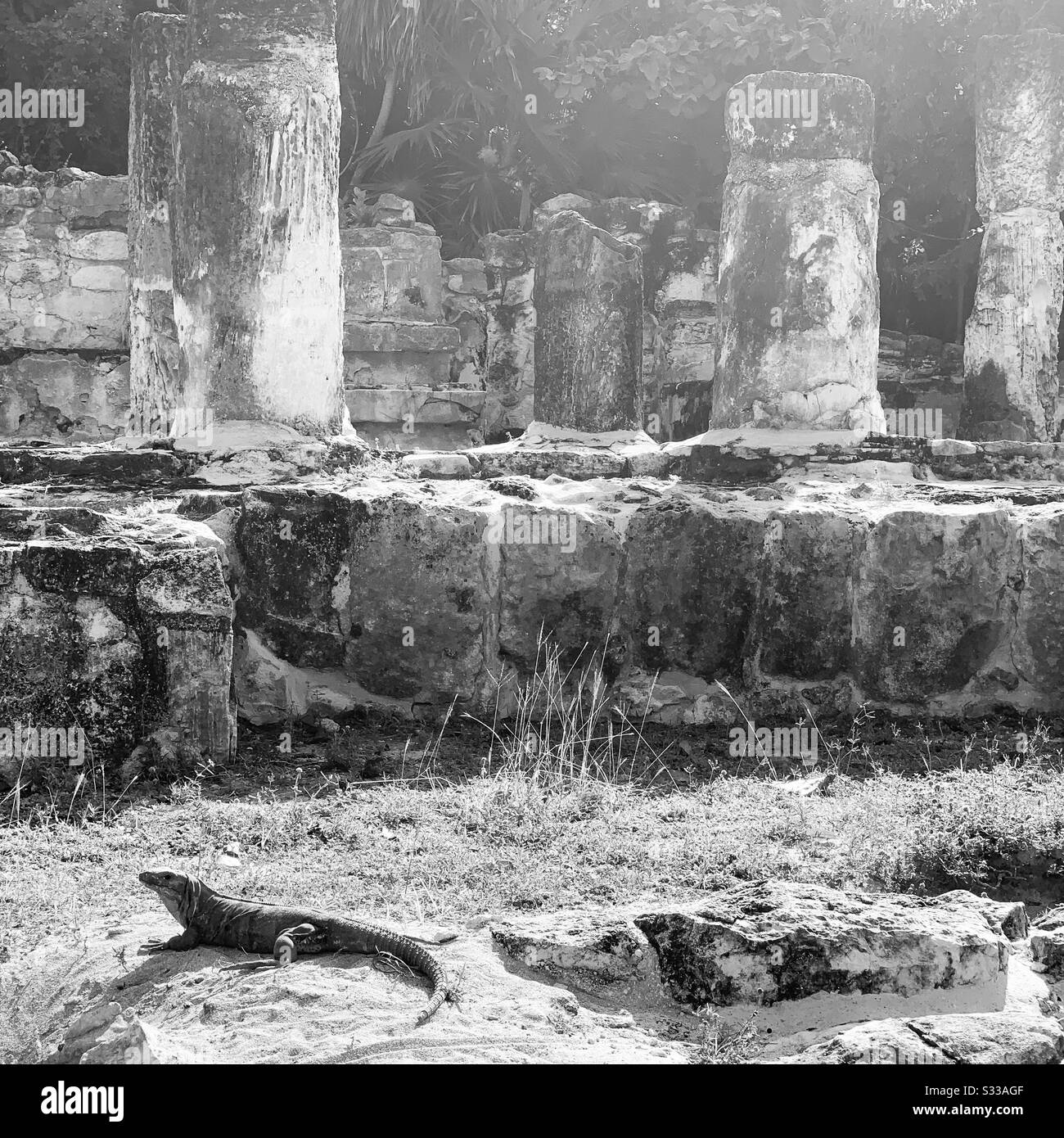 Black and white image of El Rey archaeological site, iguana in the foreground, Cancun, Quintana Roo, Mexico - Smartphone Captured Stock Image