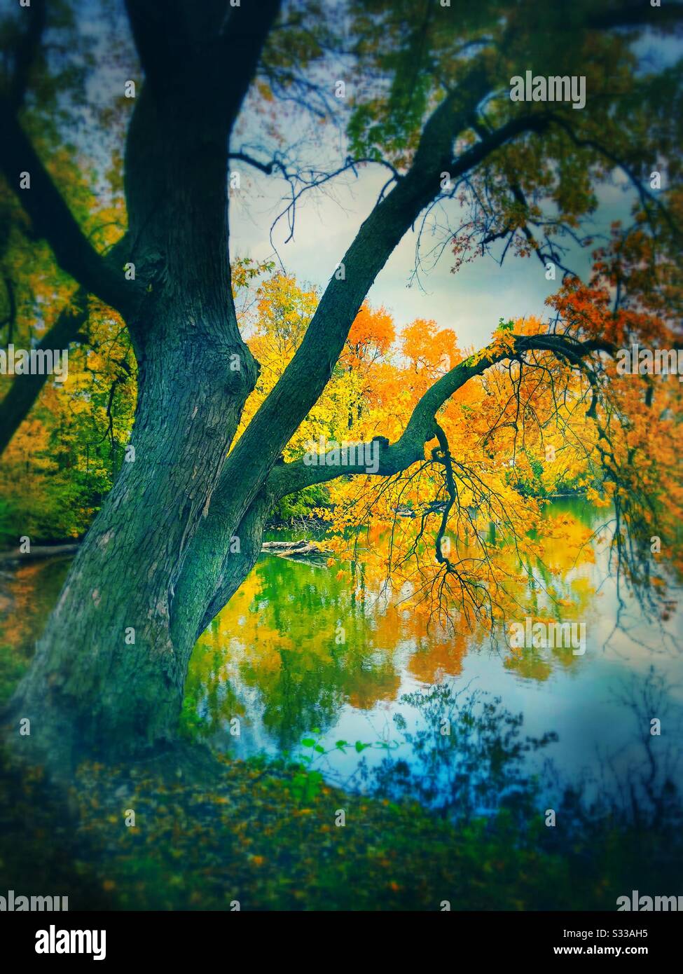 Fall trees make a spectacular Autumn scene with focus on a big tree with twisty branches background colorful leaves along water’s edge of a lake and a stormy sky. Stock Photo