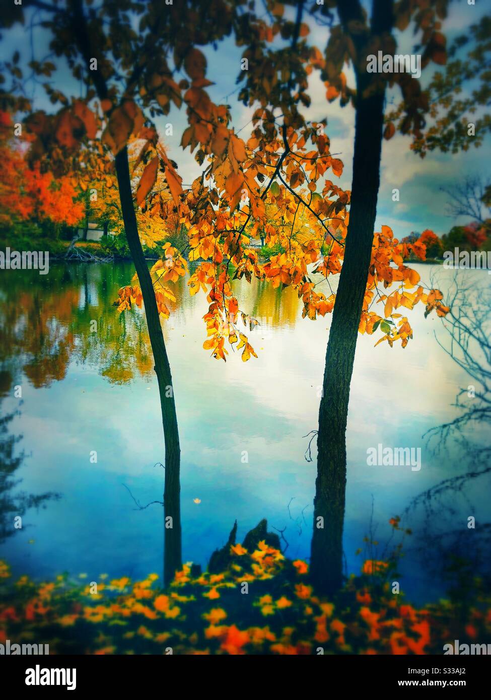 Autumn splendor, colorful leaves within various trees making Fall season a beautiful sight. - Smartphone Captured Stock Image