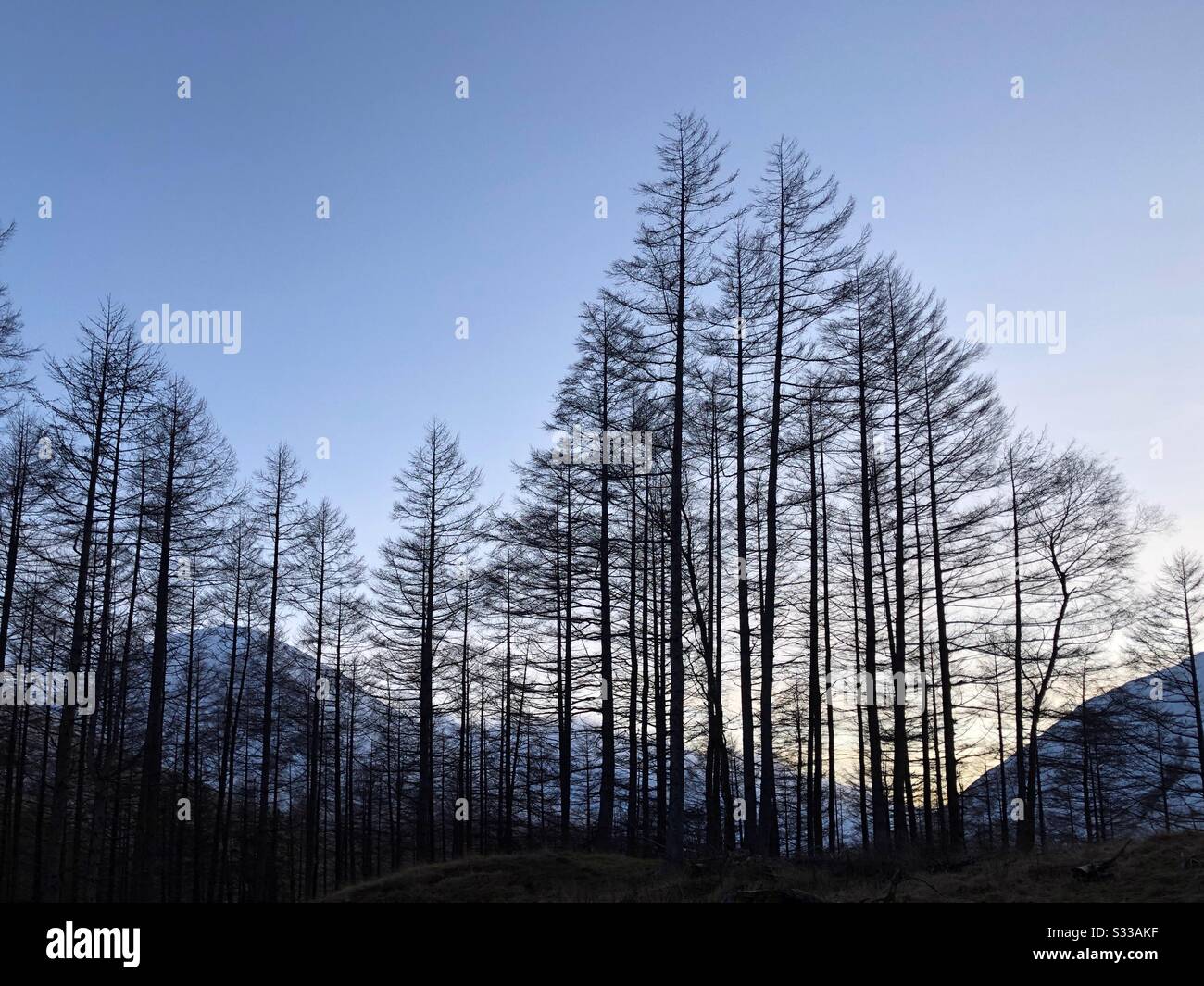 Trees and mountains silhouetted at dusk - Smartphone Captured Stock Image