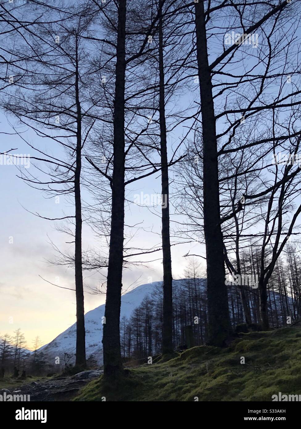 Trees and mountains silhouetted at dusk - Smartphone Captured Stock Image