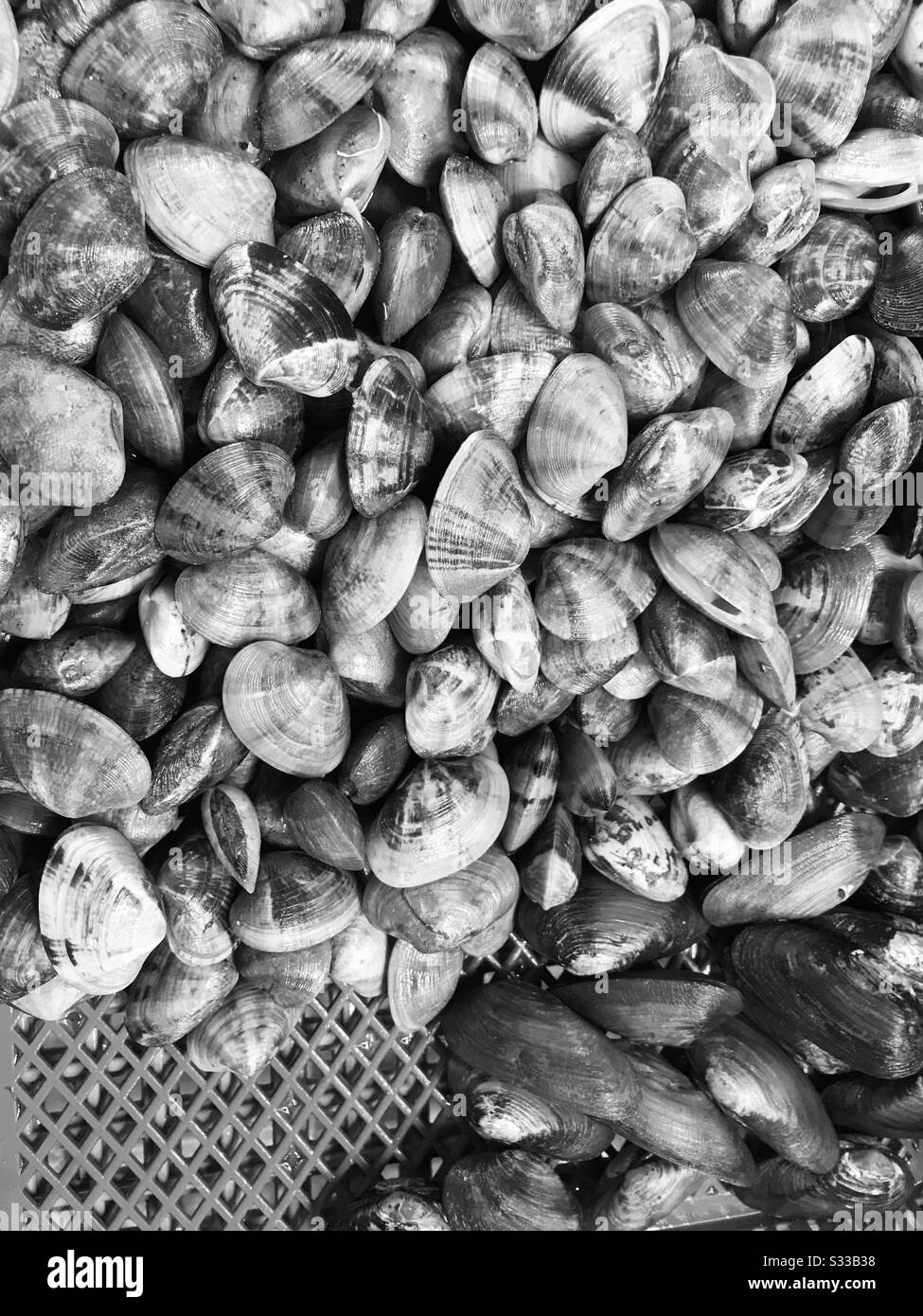 Cockles in a basket on sale in singapore fish market - black & white mode -  Shells & mussels Stock Photo - Alamy
