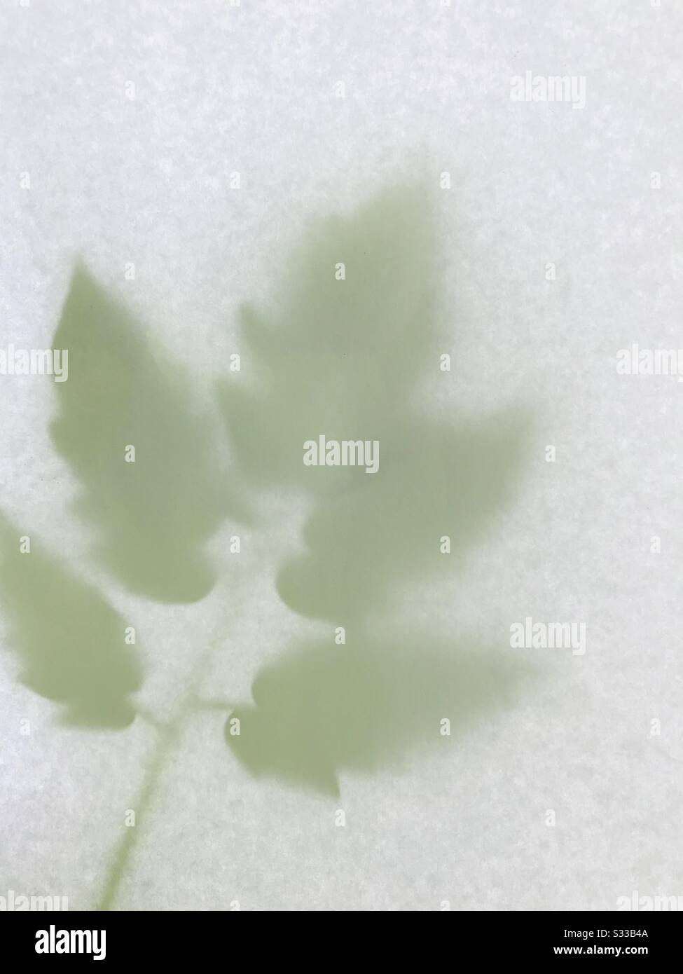 Tomato leaf in a frosted state, negative image, icy image , shadow