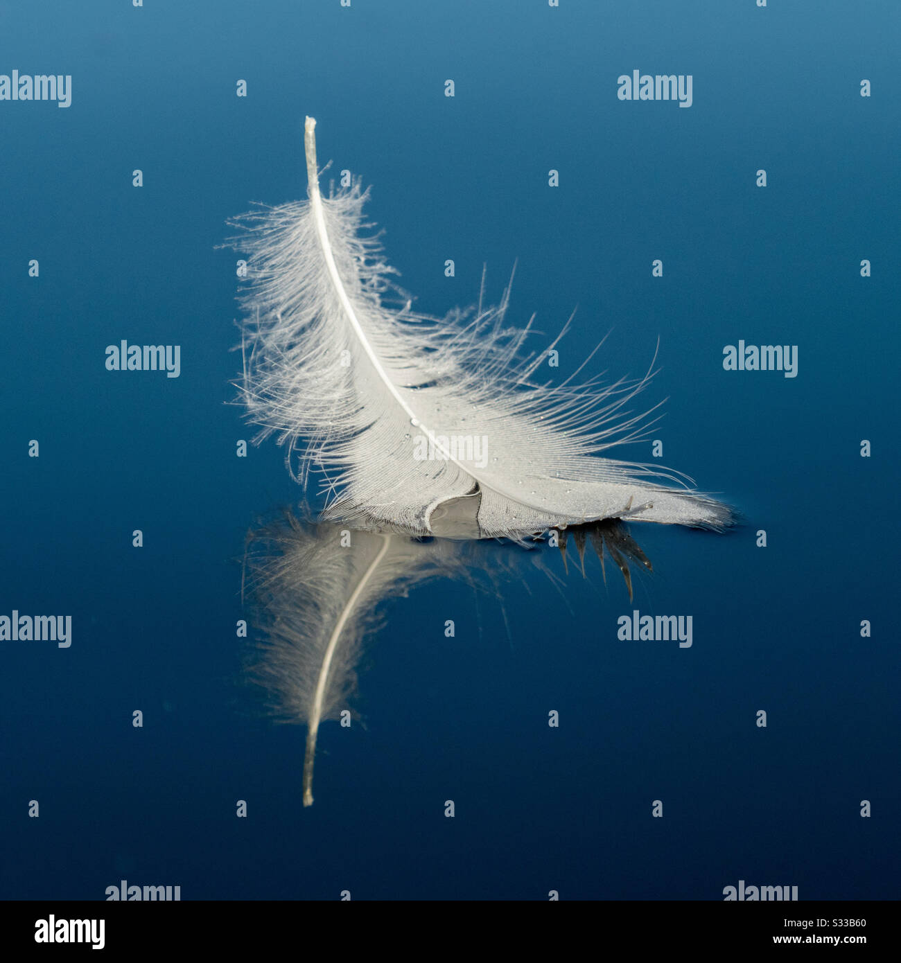 Feather floating on water hires stock photography and images Alamy