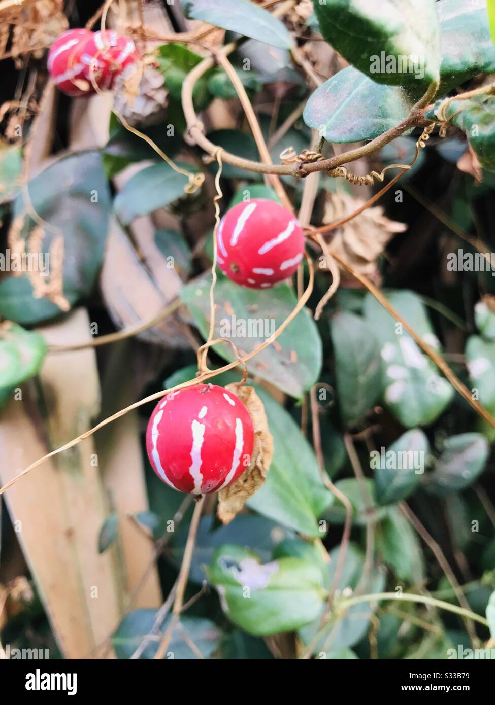 Shivlingi Beej or Shivlingi Seeds found near shrubs in hometown- used for the treatment of female infertility- ornamental medicinal plant - red & white colour seeds- zoomed & accidentally in Live mode Stock Photo