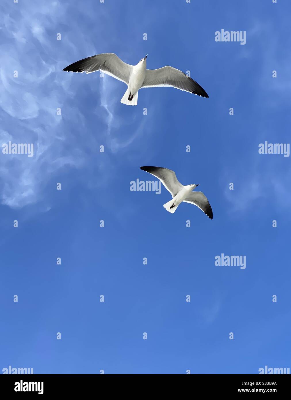 A pair of seagulls flying in the blue skies - Smartphone Captured Stock Image A pair of seagulls flying in the blue skies - Smartphone Captured Stock Image