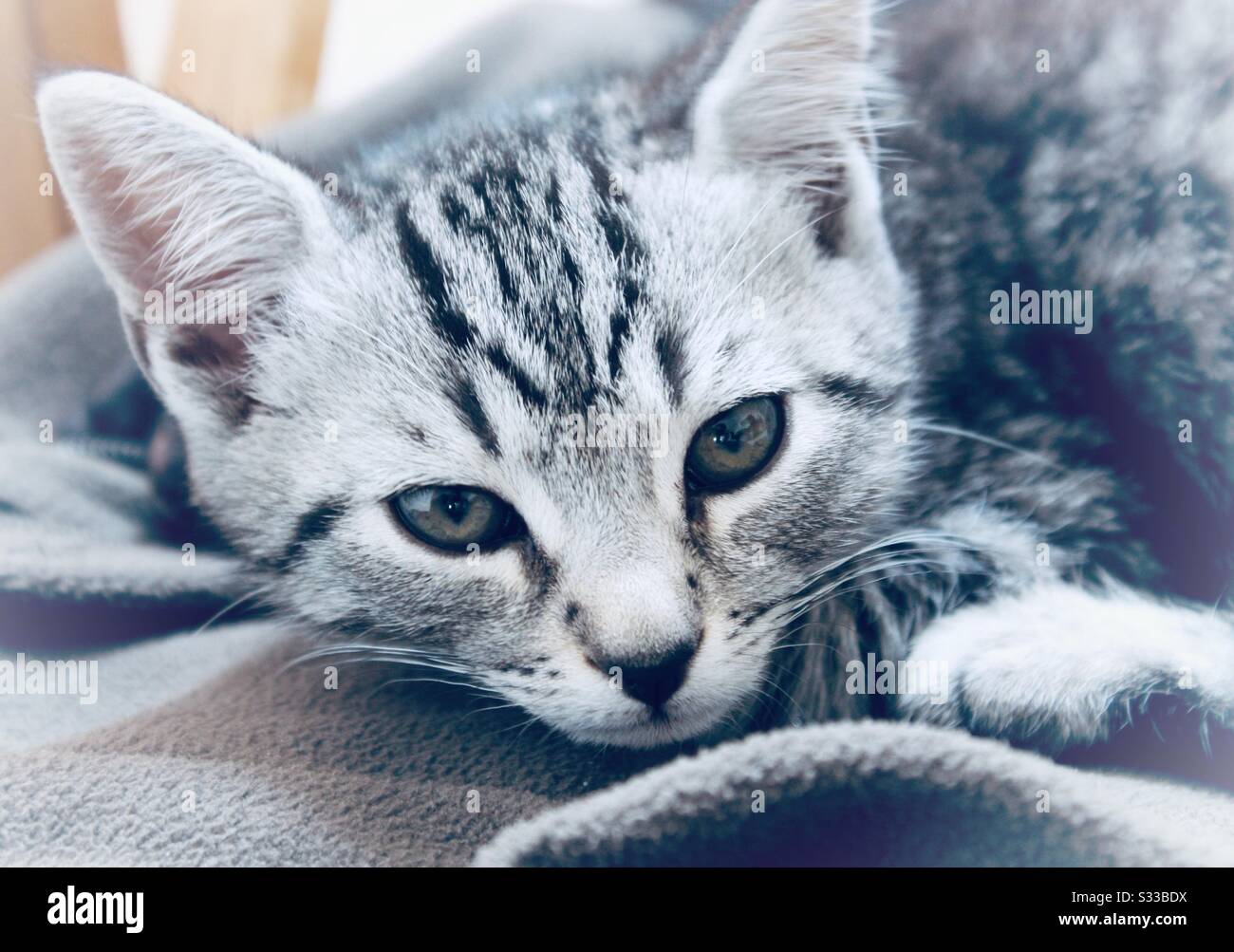 Silver grey tabby kitten, close up Stock Photo
