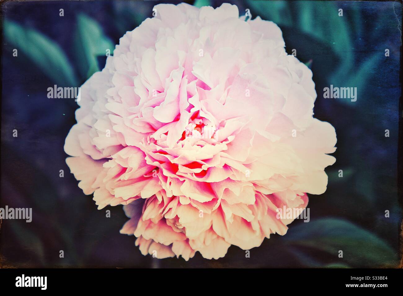 Pink peony flower with foliage Stock Photo