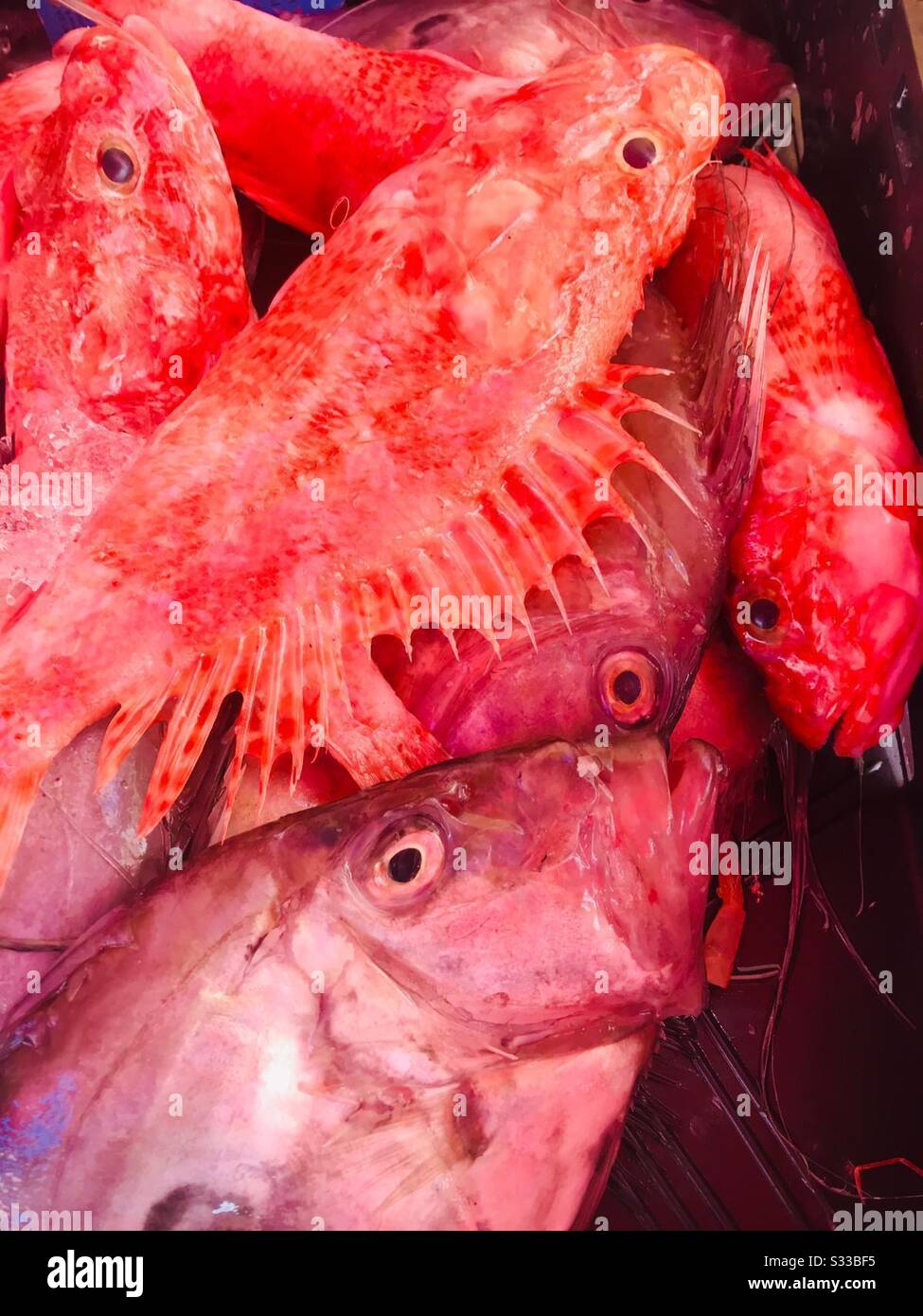 Fish at the fish market in Split, Croatia - Smartphone Captured Stock Image