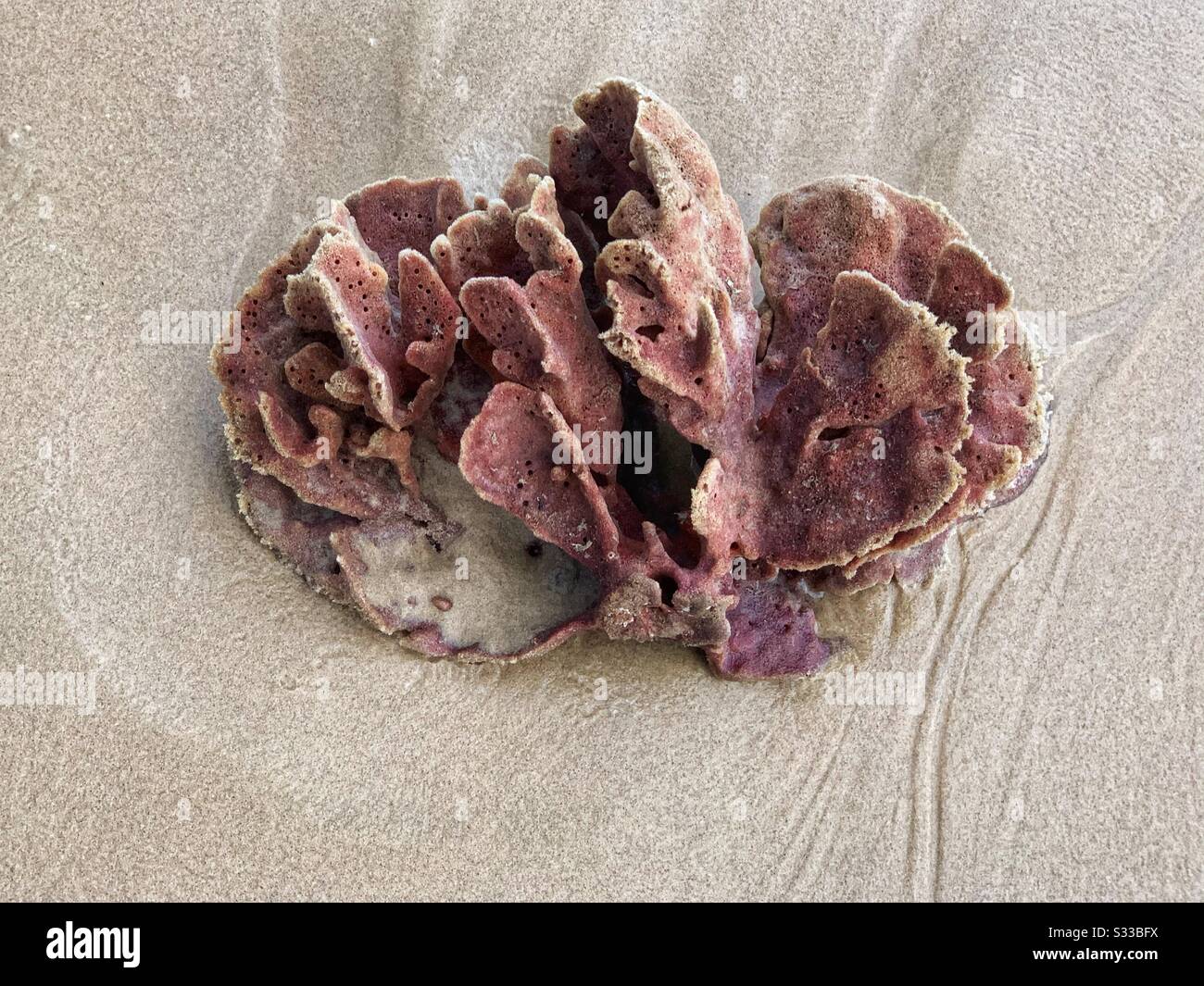 Large red and brown sea sponge washed up on the beach, frilly like a flower - Smartphone Captured Stock Image
