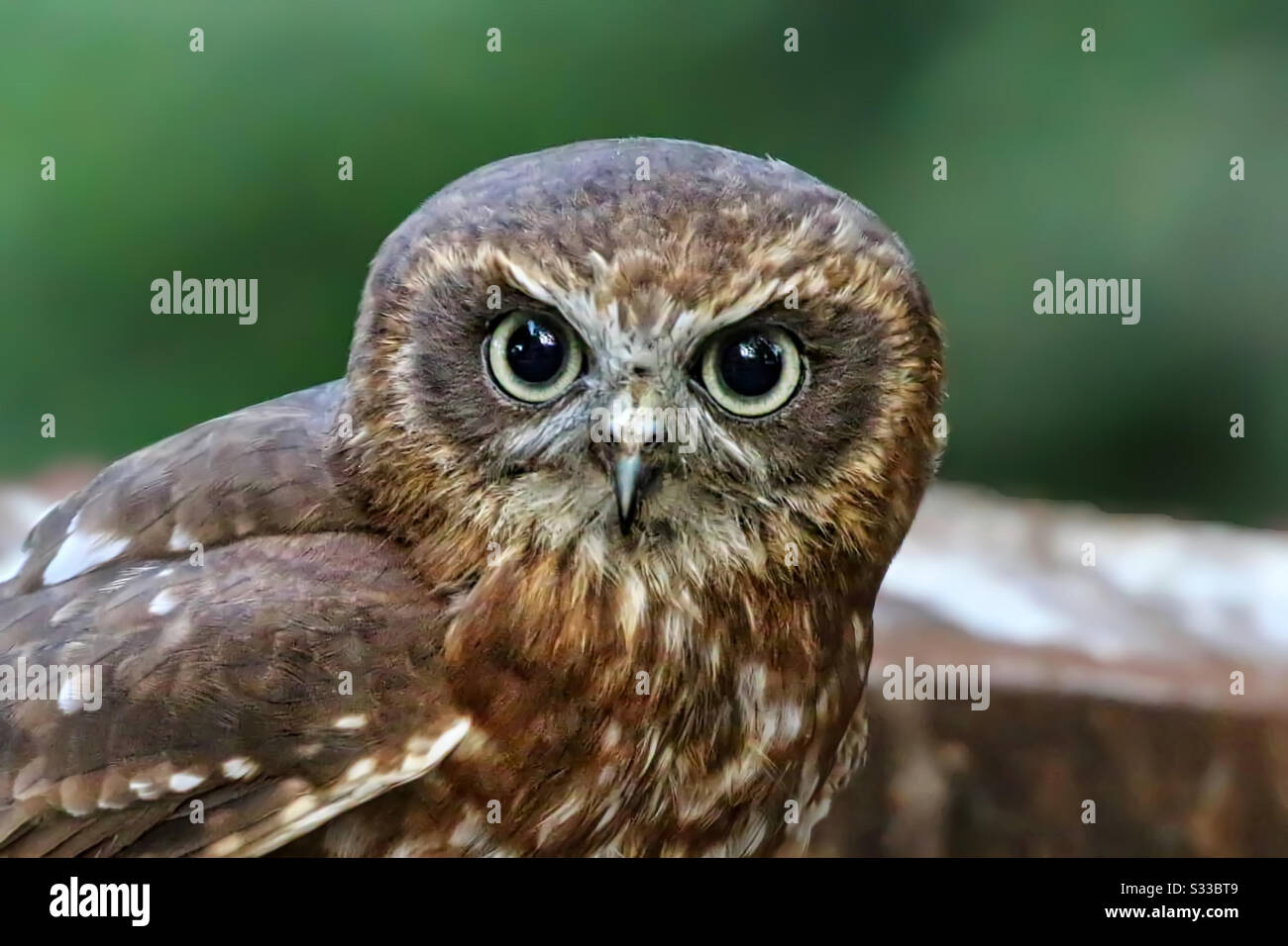 Boobook Owl Stock Photo