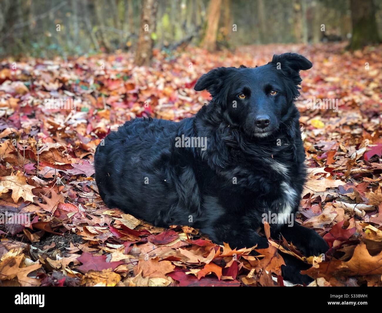 Black dog in the forest in autumn - Smartphone Captured Stock Image