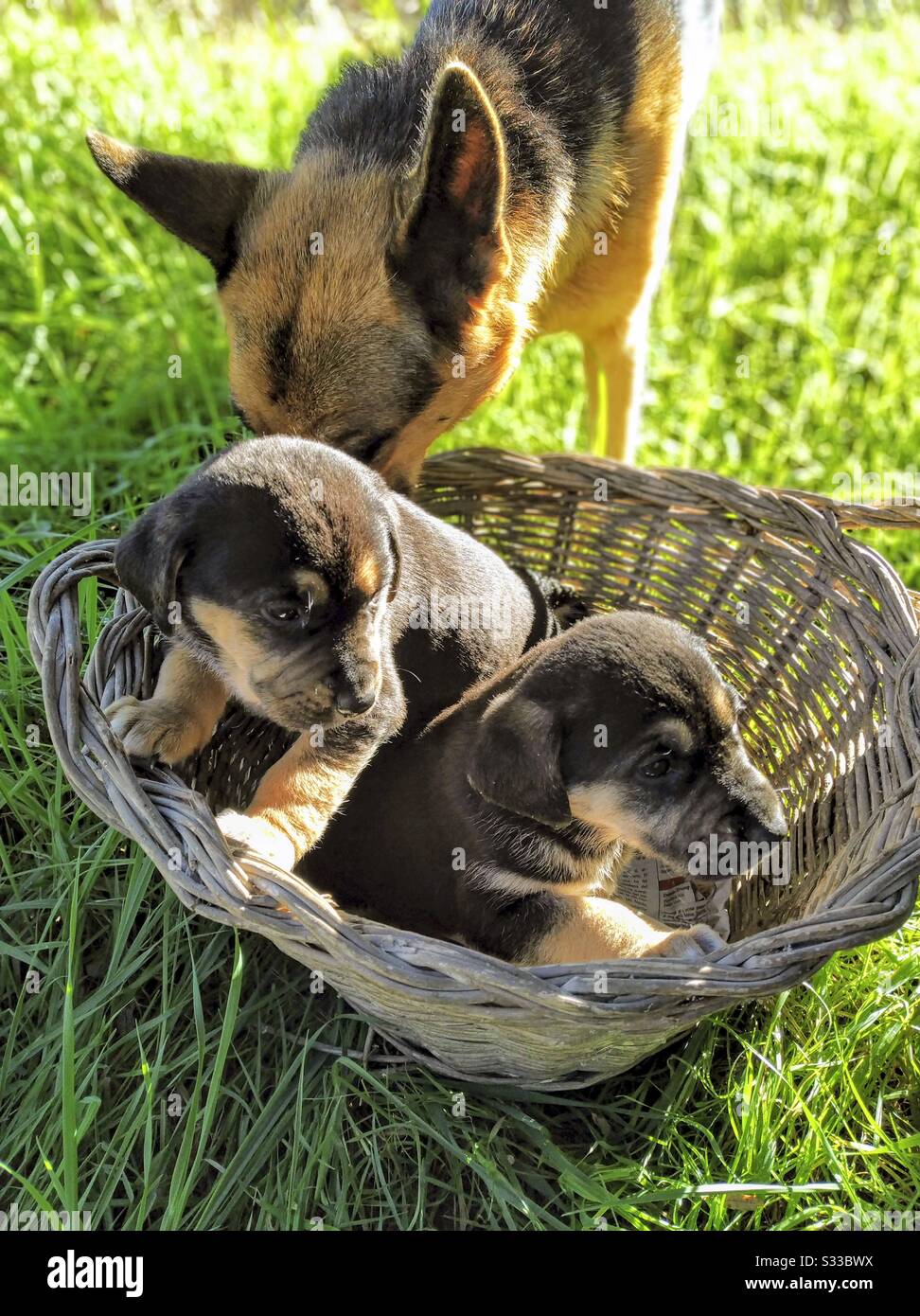 Puppies and mom. Stock Photo