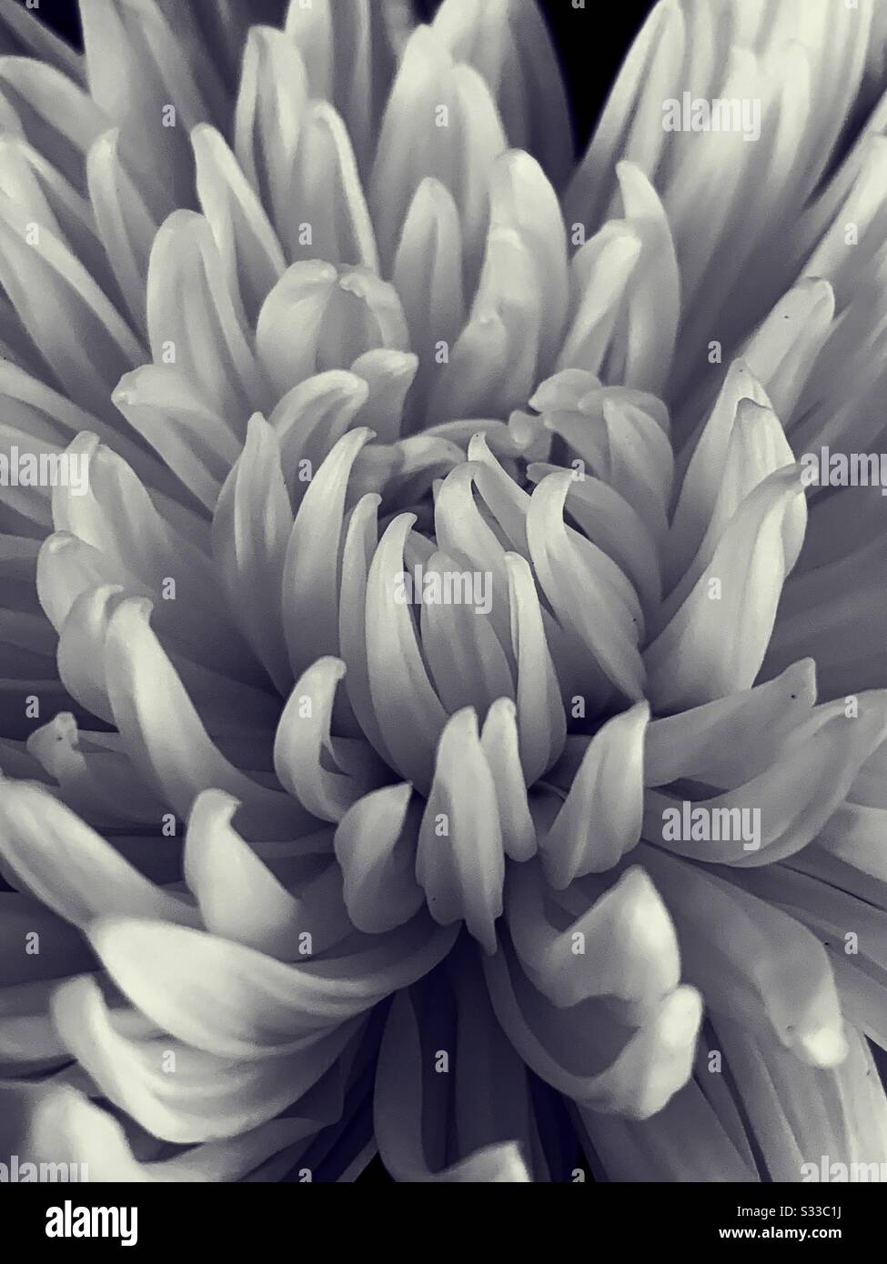 Chrysanthemum close up Stock Photo