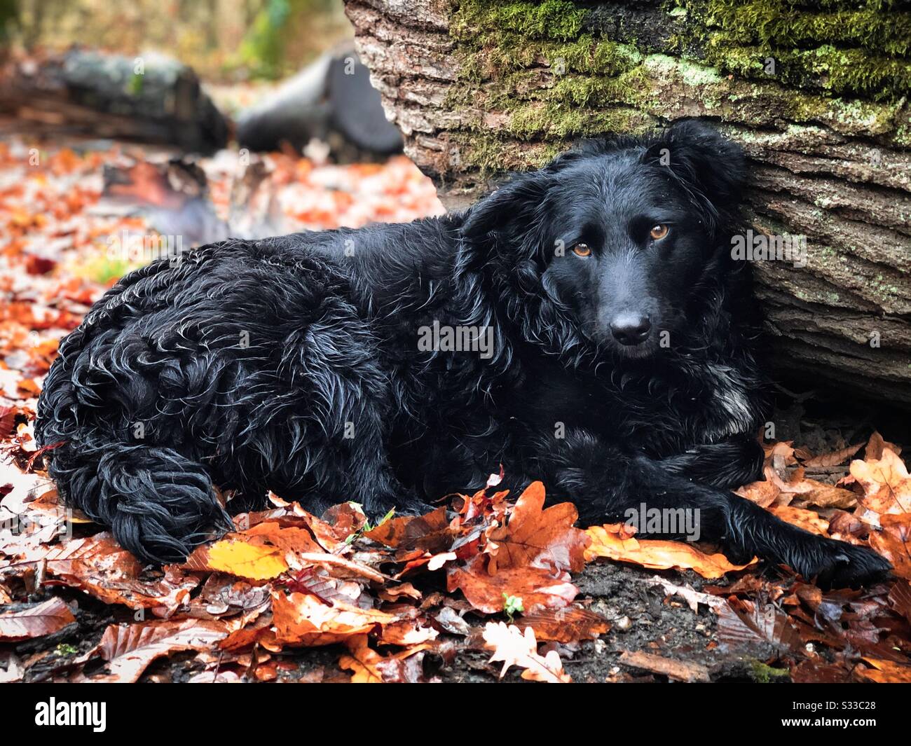 Cute black dog in the forest in autumn leaves Stock Photo - Alamy
