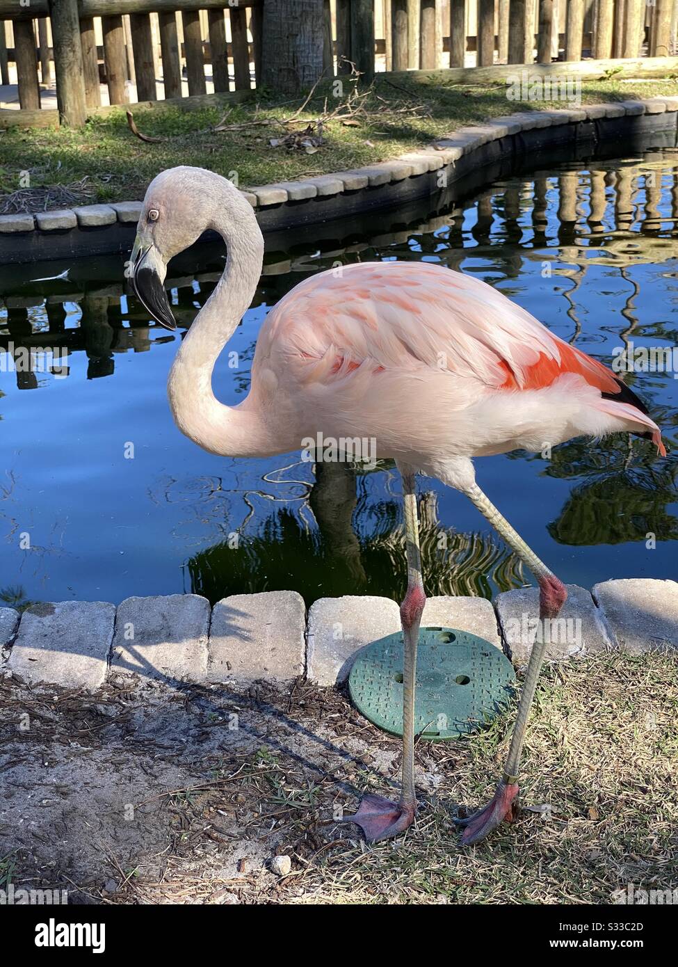 Pink flamingo closeup by a pond of water - Smartphone Captured Stock Image
