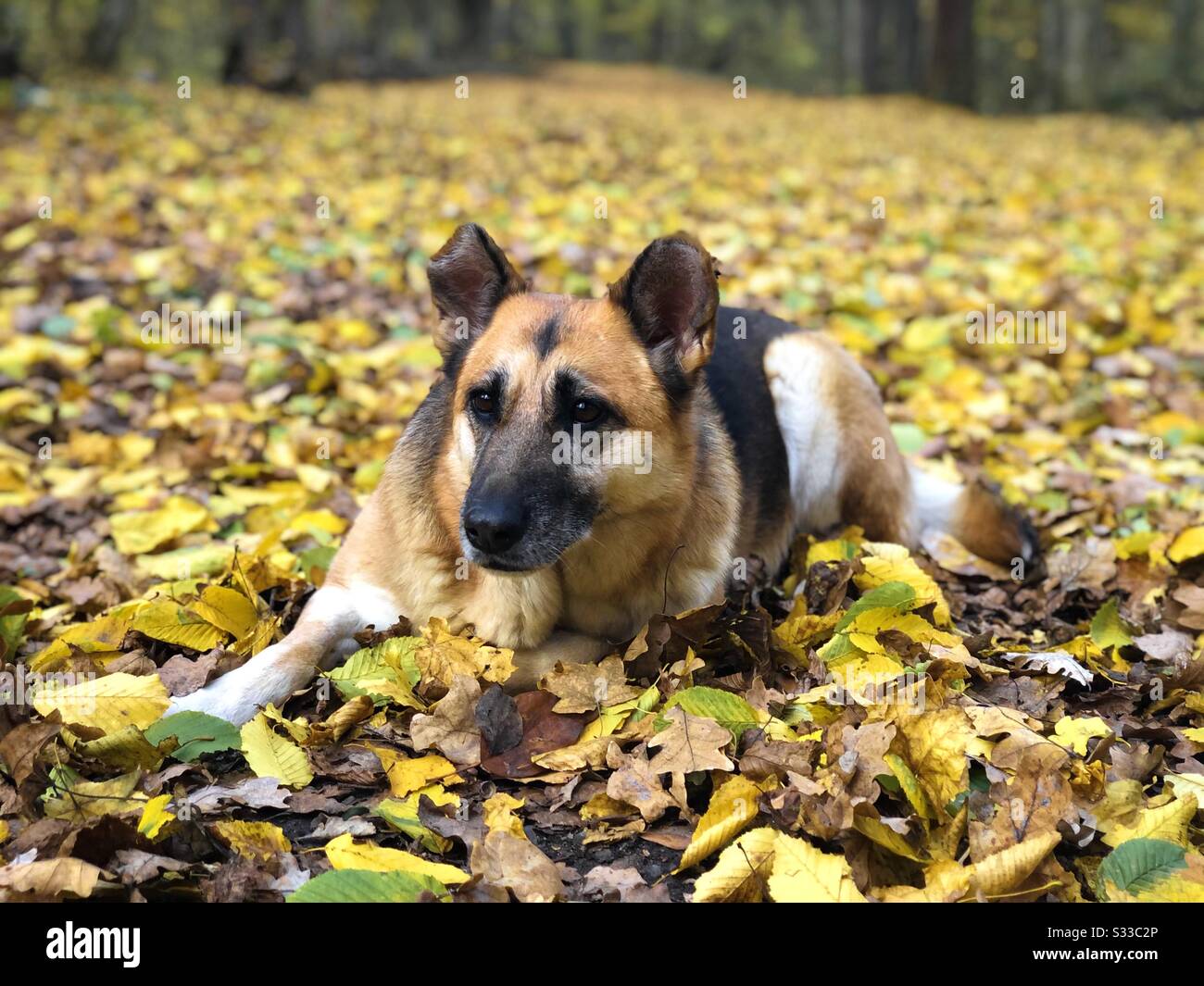 German shepherd laying in yellow autumn leaves - Smartphone Captured Stock Image