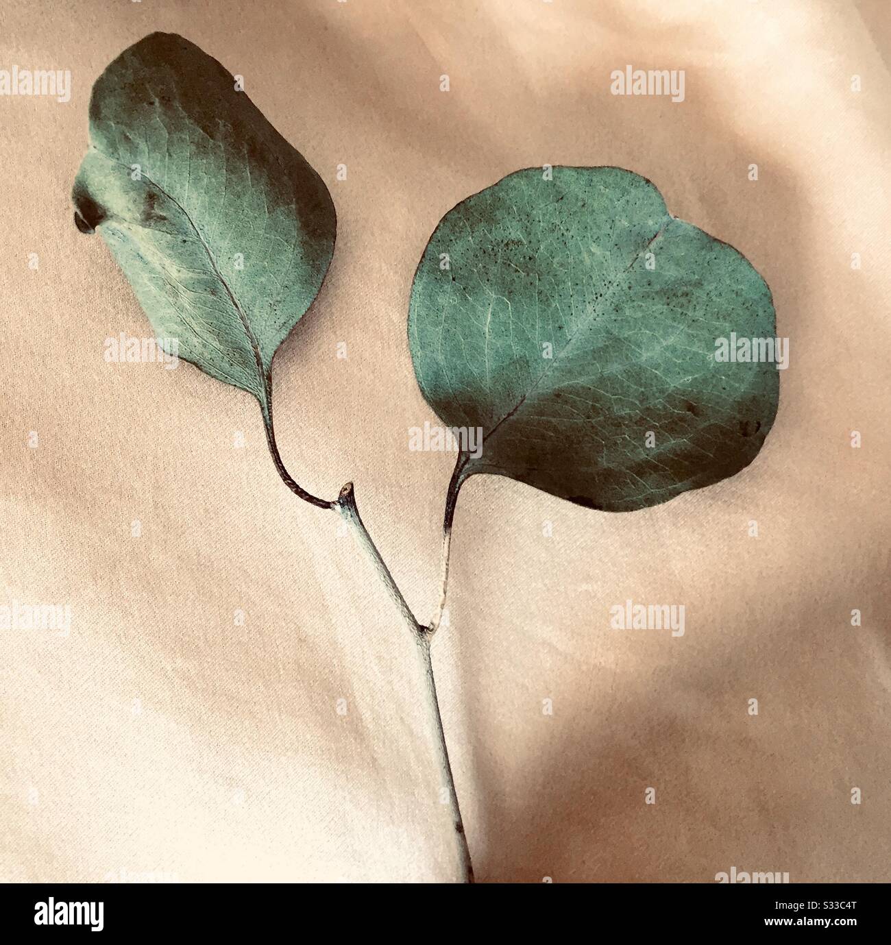 Pink eucalyptus leaves hi-res stock photography and images - Alamy