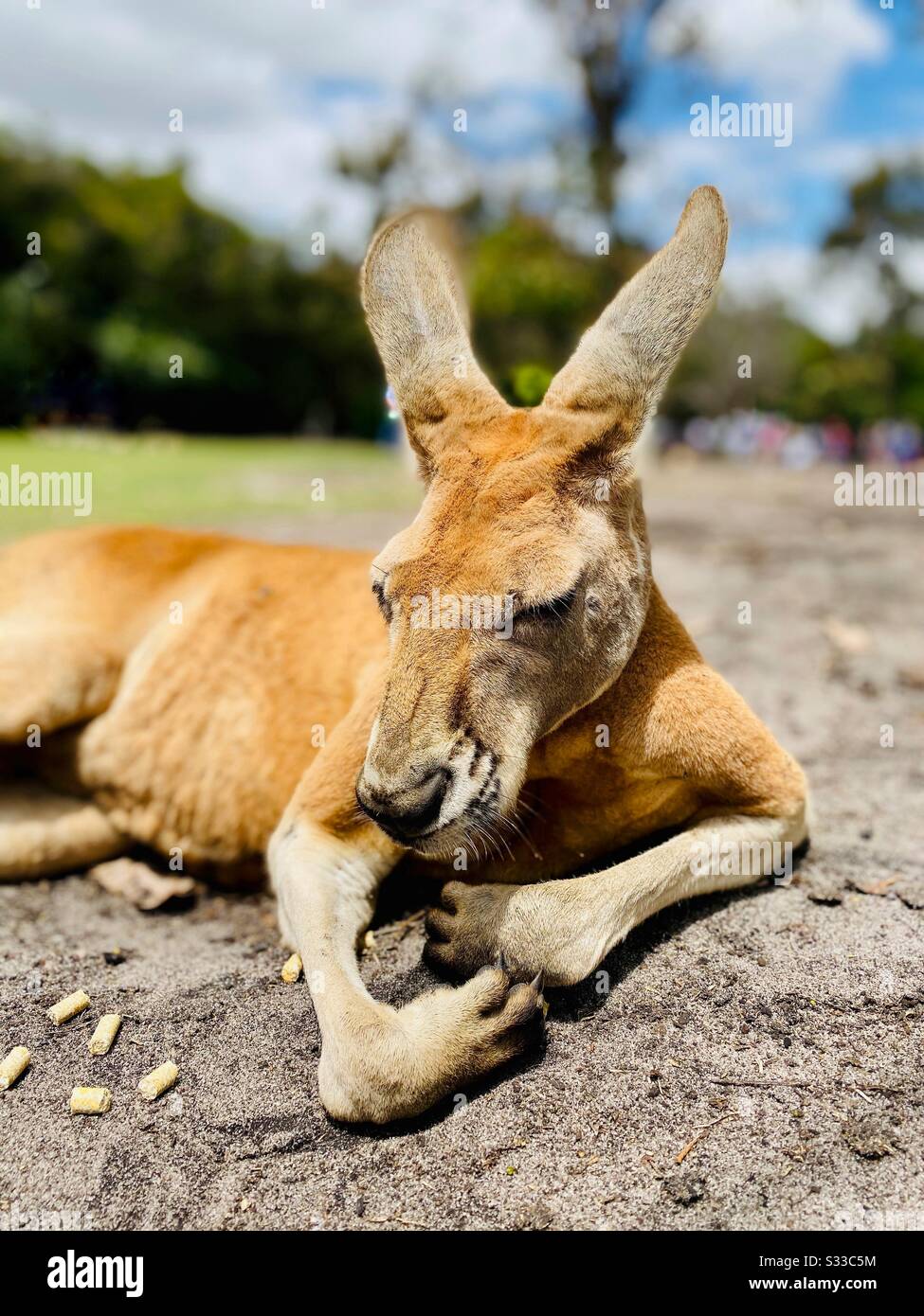 Rescued Kangaroo Sat In The Sun Next To Food In Pellet Form Caversham Wildlife Park Whiteman Park Perth Western Australia Stock Photo Alamy Rescued Kangaroo Sat In The Sun Next To Food In Pellet Form Caversham Wildlife Park Whiteman Park Perth Western Australia Stock Photo Alamy