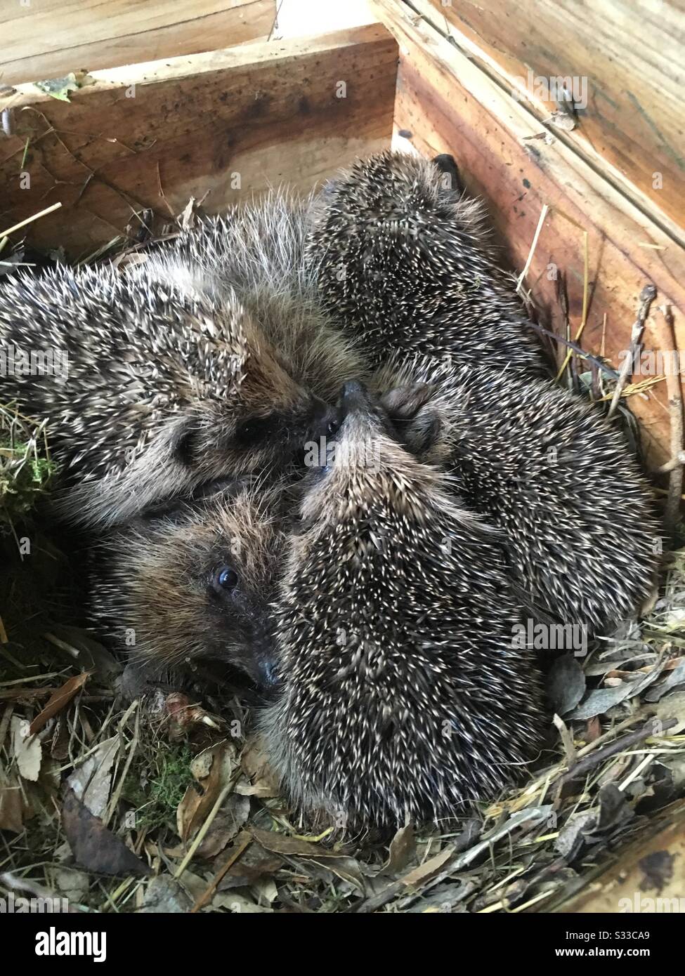 Nest of hedgehogs hires stock photography and images Alamy