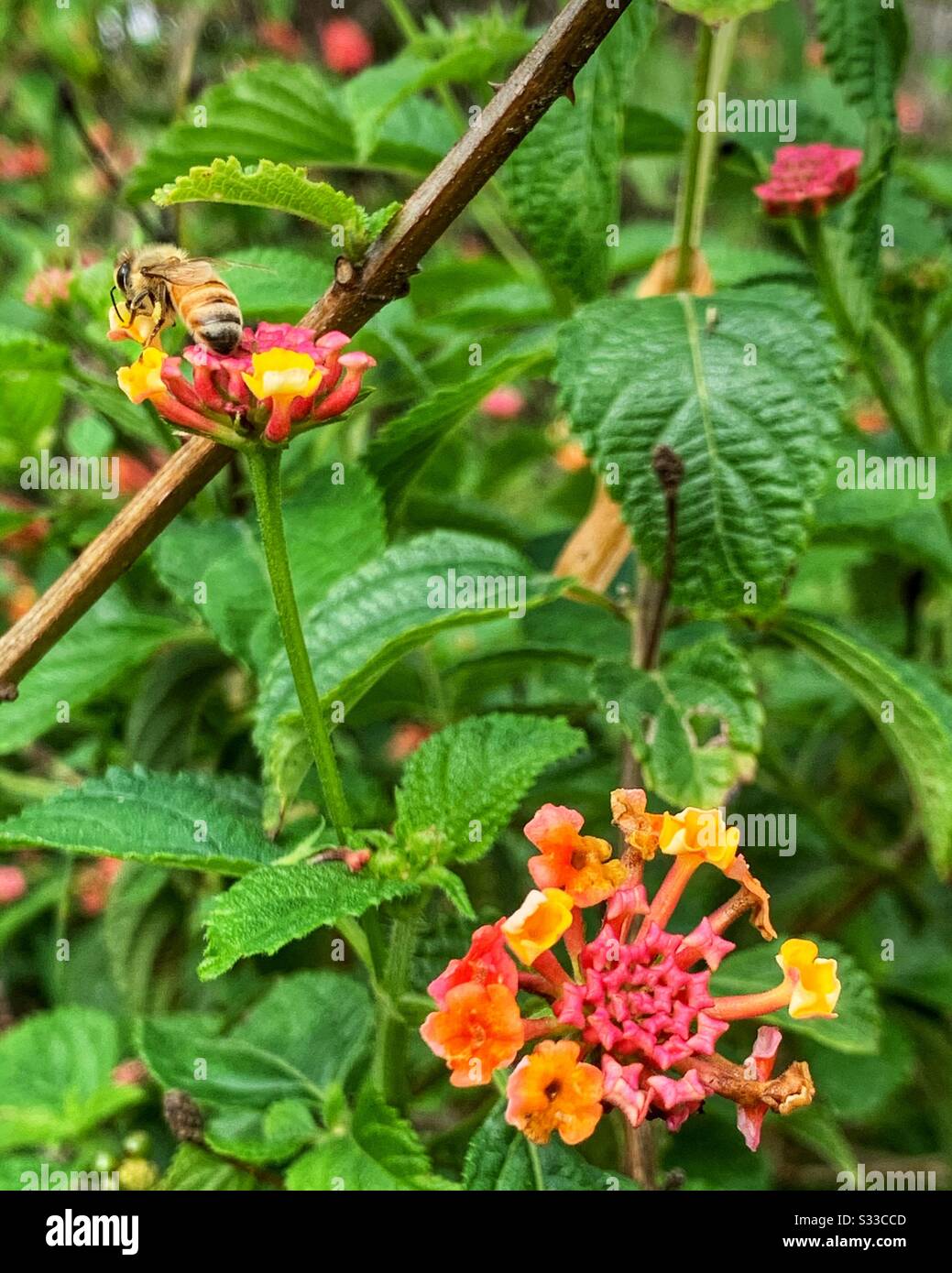Brightly coloured Lantana flowers with a bee collecting pollen Stock Photo