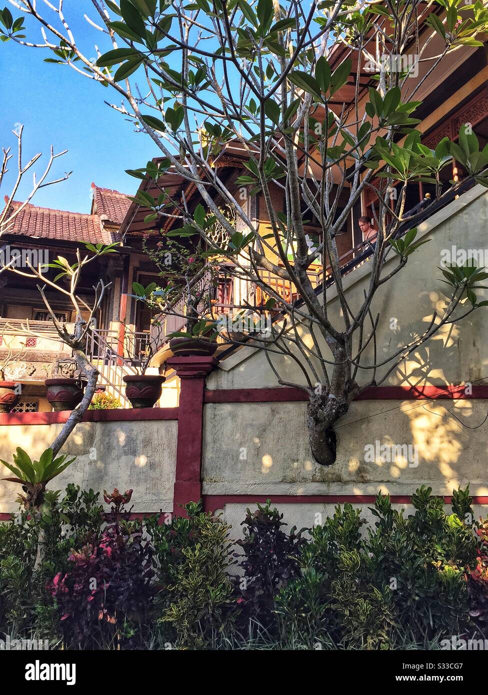 Wall constructed around a tree in Ubud, Bali, Indonesia - Smartphone Captured Stock Image