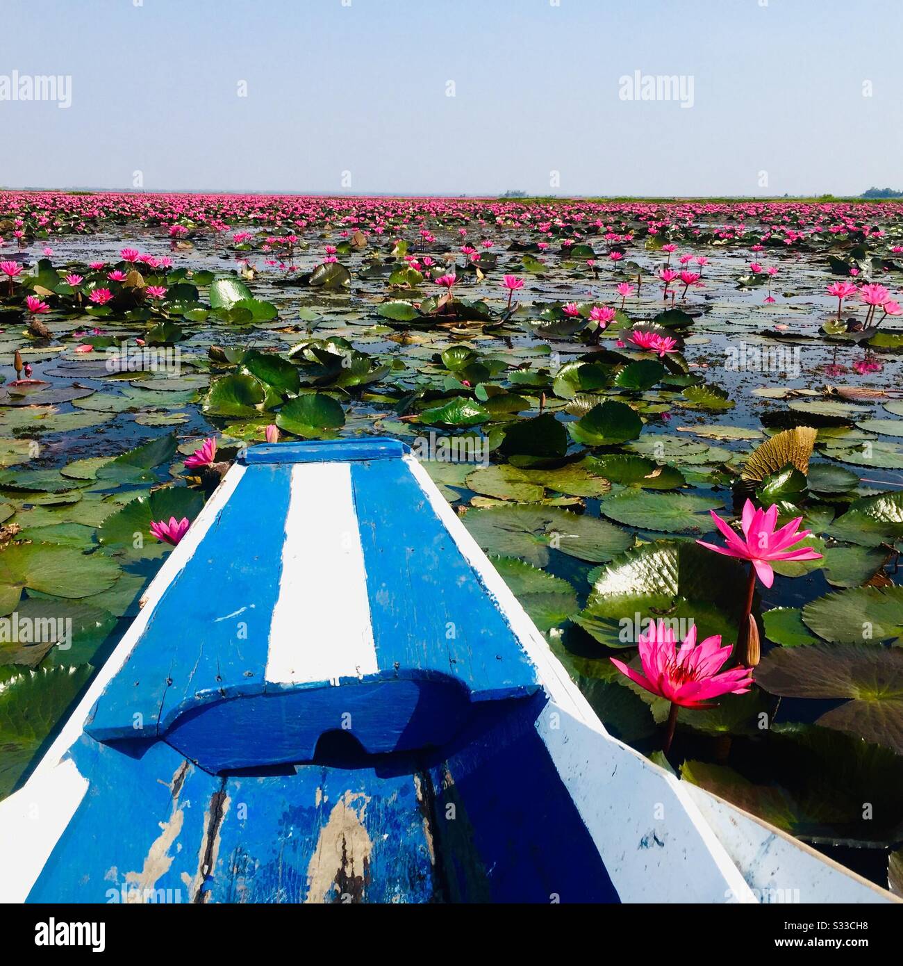 Red Lotus Lake near Udon Thani in Thailand Stock Photo