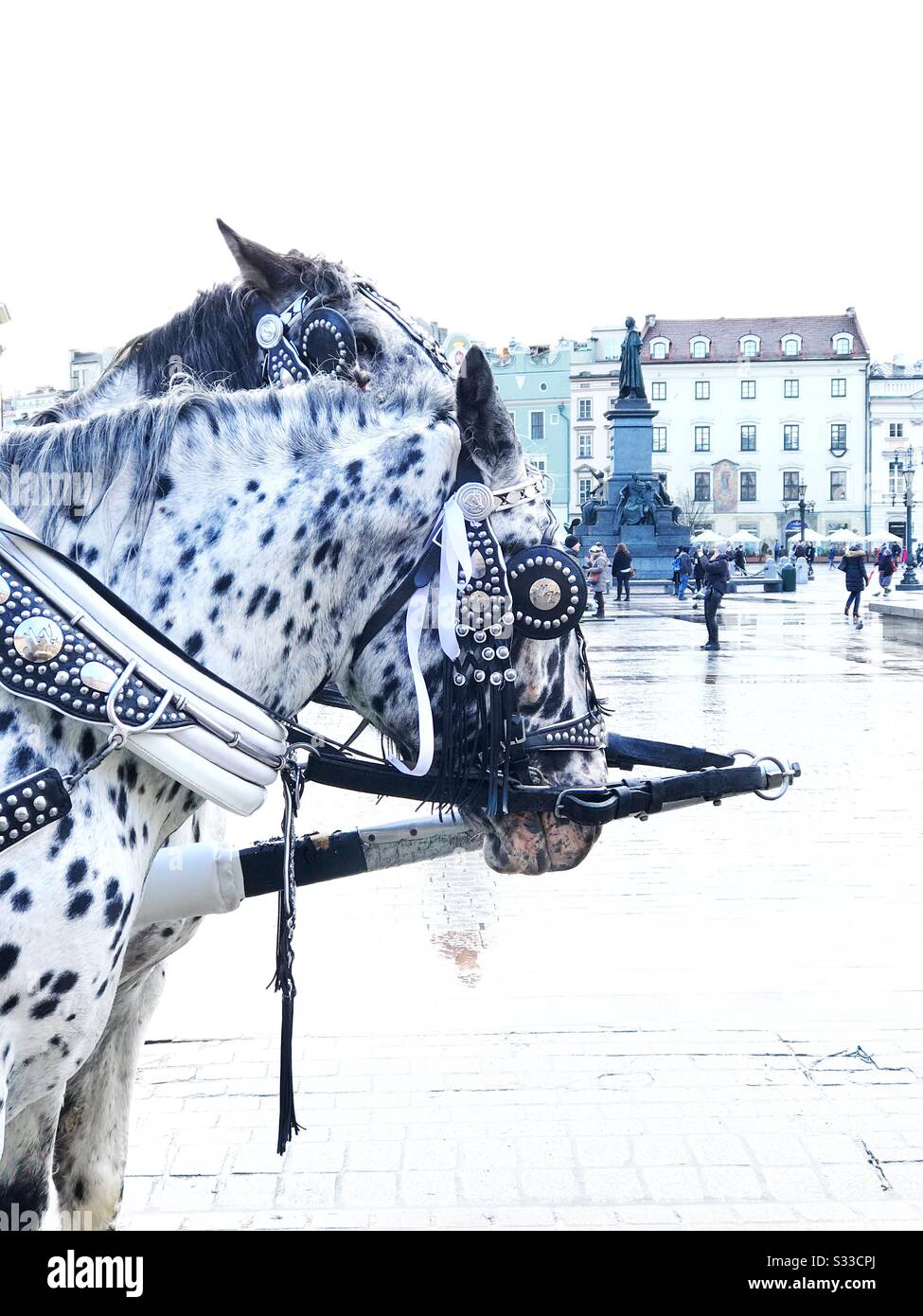 Horses in old Square, Krakow, Poland Stock Photo