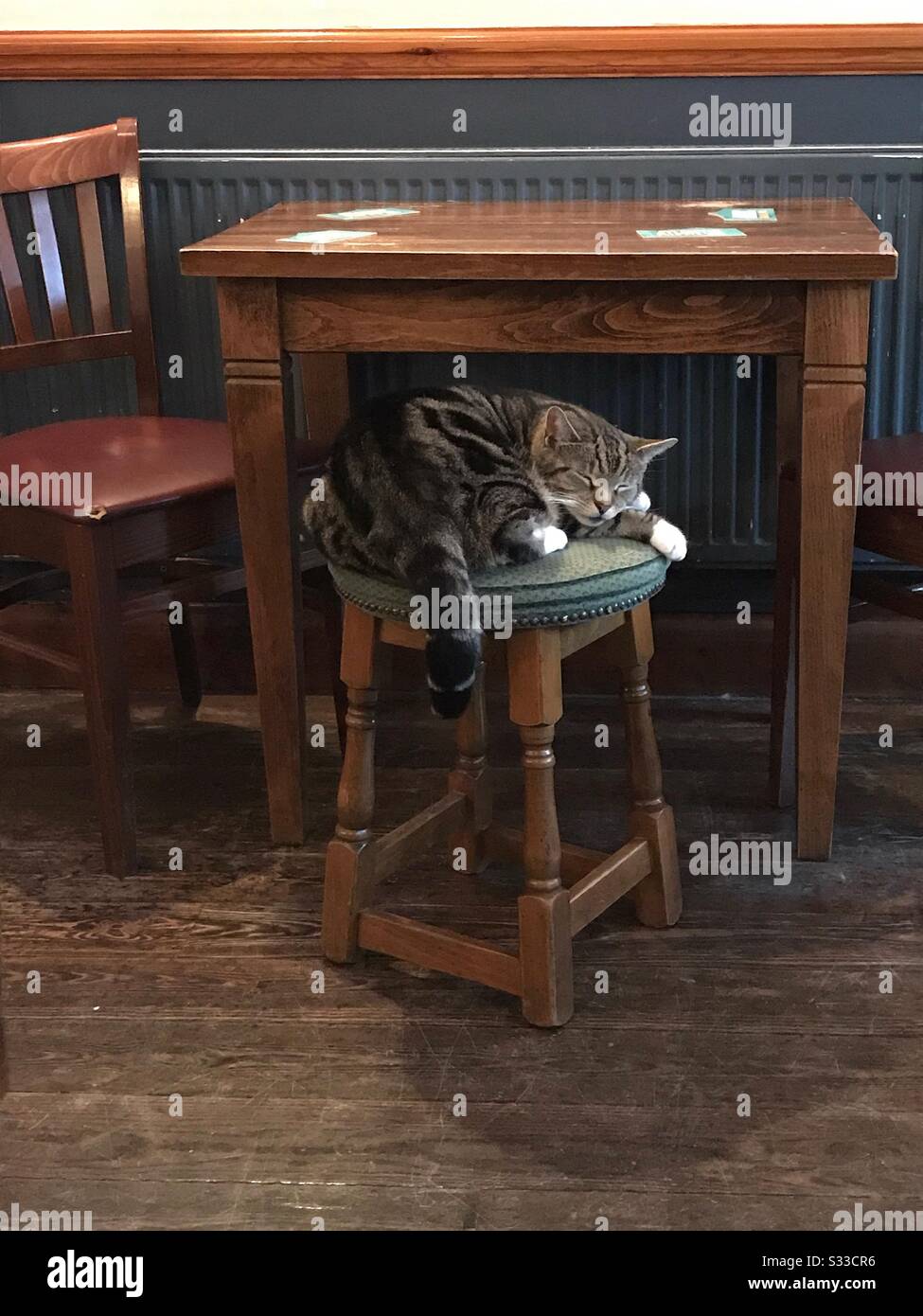 Skippy, the resident feline at Tooting’s Irish pub , The Ramble Inn on Amen Corner, London takes a well-earned catnap on a comfortable stool. Stock Photo