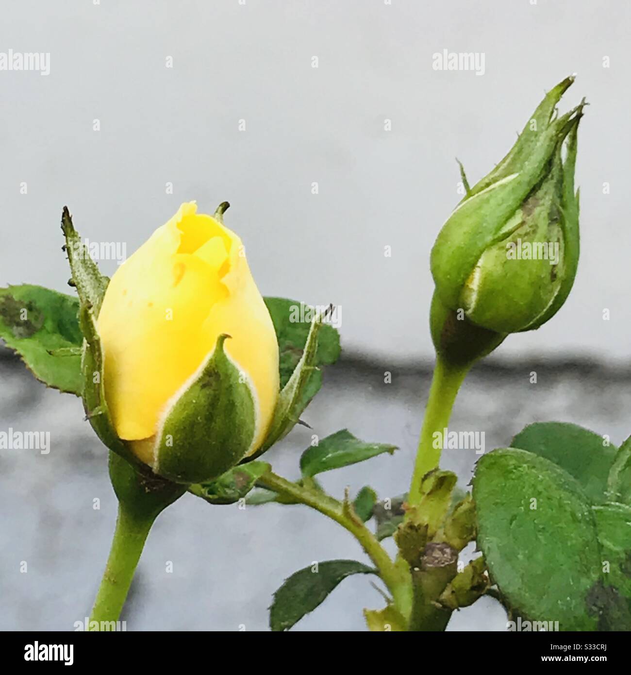 2 buds-colourful Aromatic bright yellow Rose buds , single stalk proposal  flower & Valentine's Day flower- rose plant in my garden in india Stock  Photo - Alamy