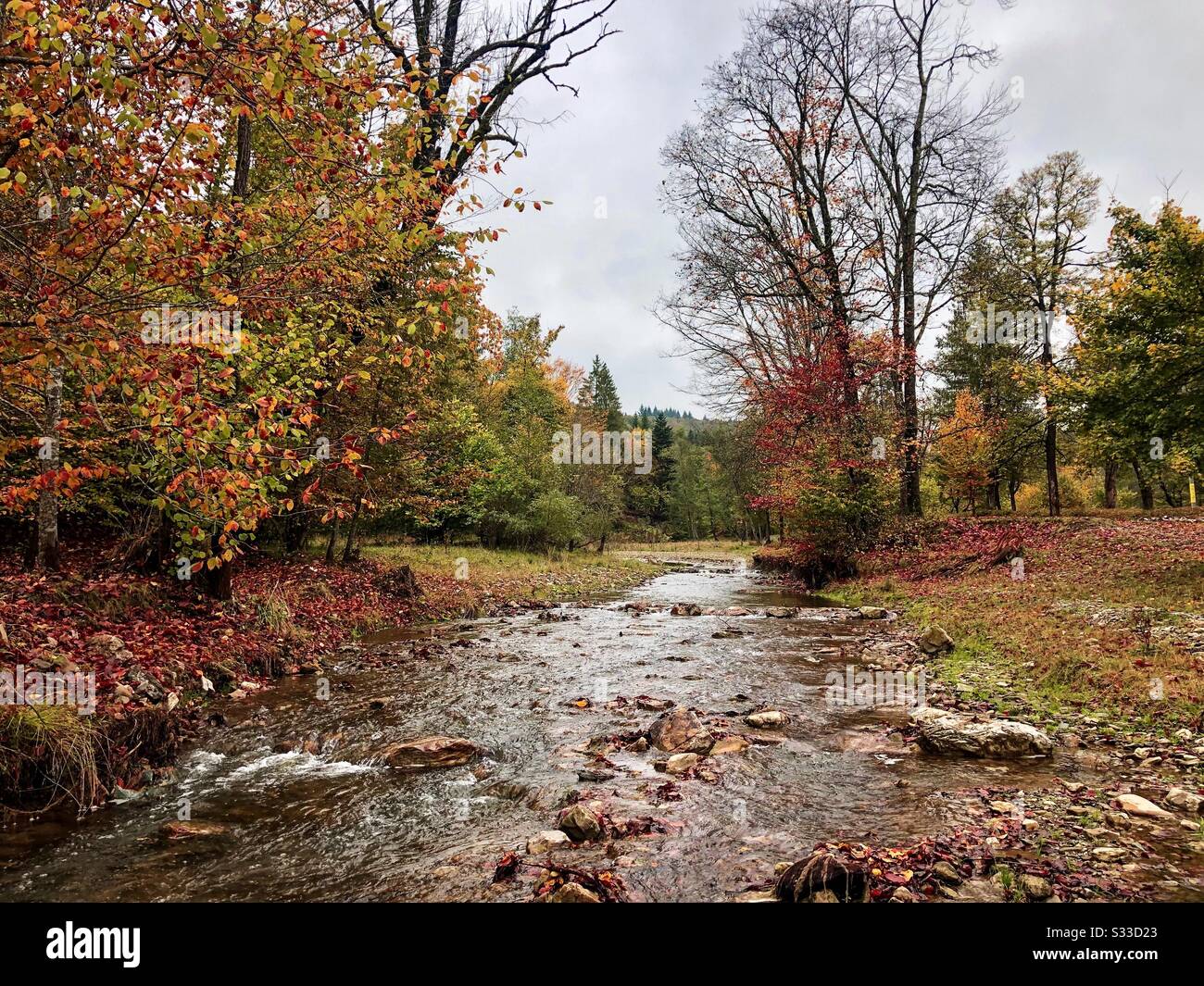 River surrounded by trees in autumn - Smartphone Captured Stock Image