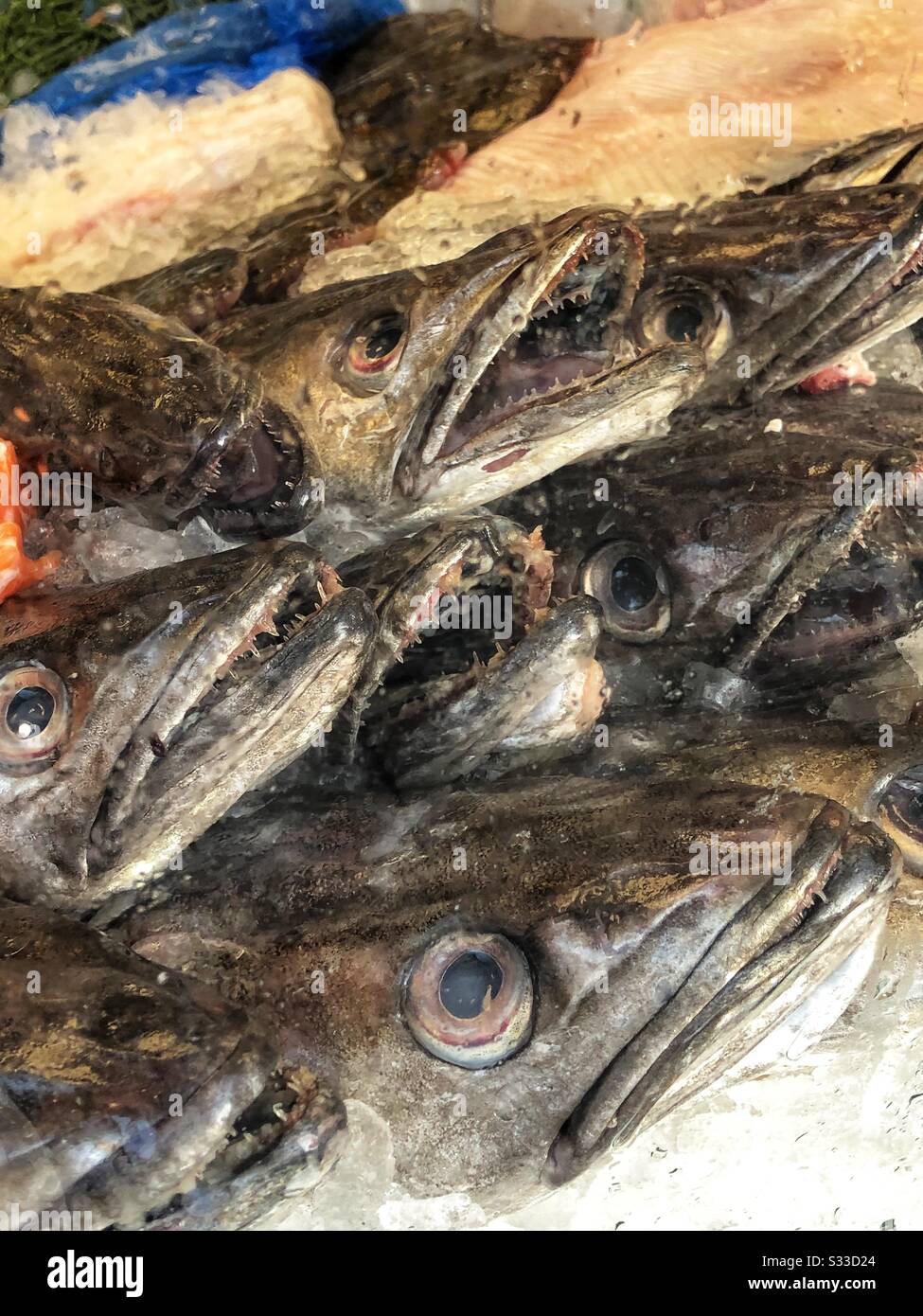 Fishmongers window - Smartphone Captured Stock Image