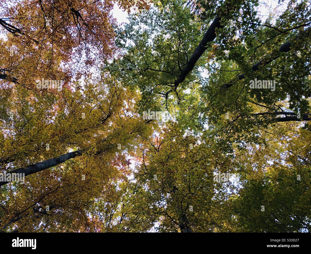 Looking up at trees in autumn colors - Smartphone Captured Stock Image