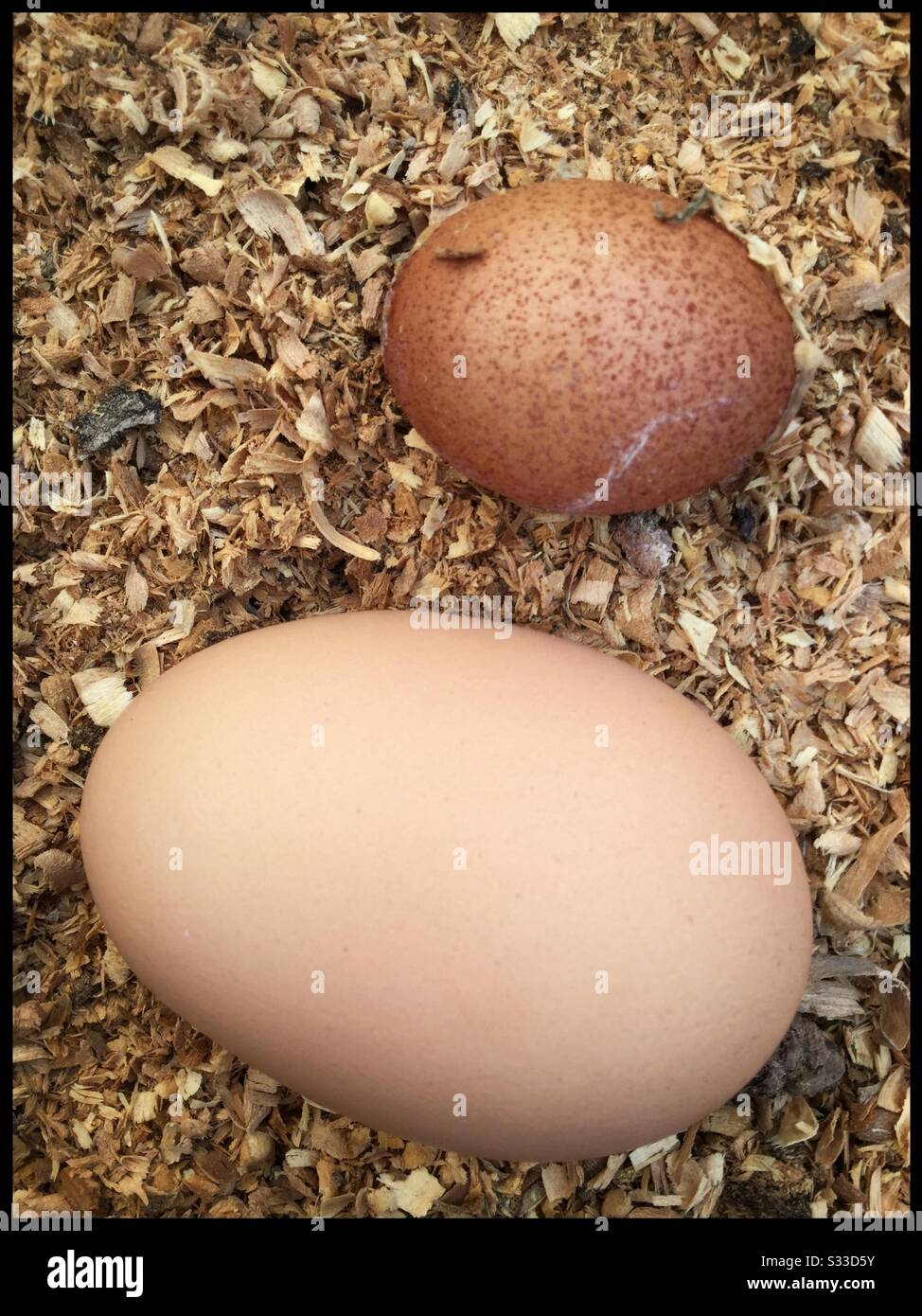 Same chicken, different sized eggs, Catalonia, Spain. - Smartphone Captured Stock Image