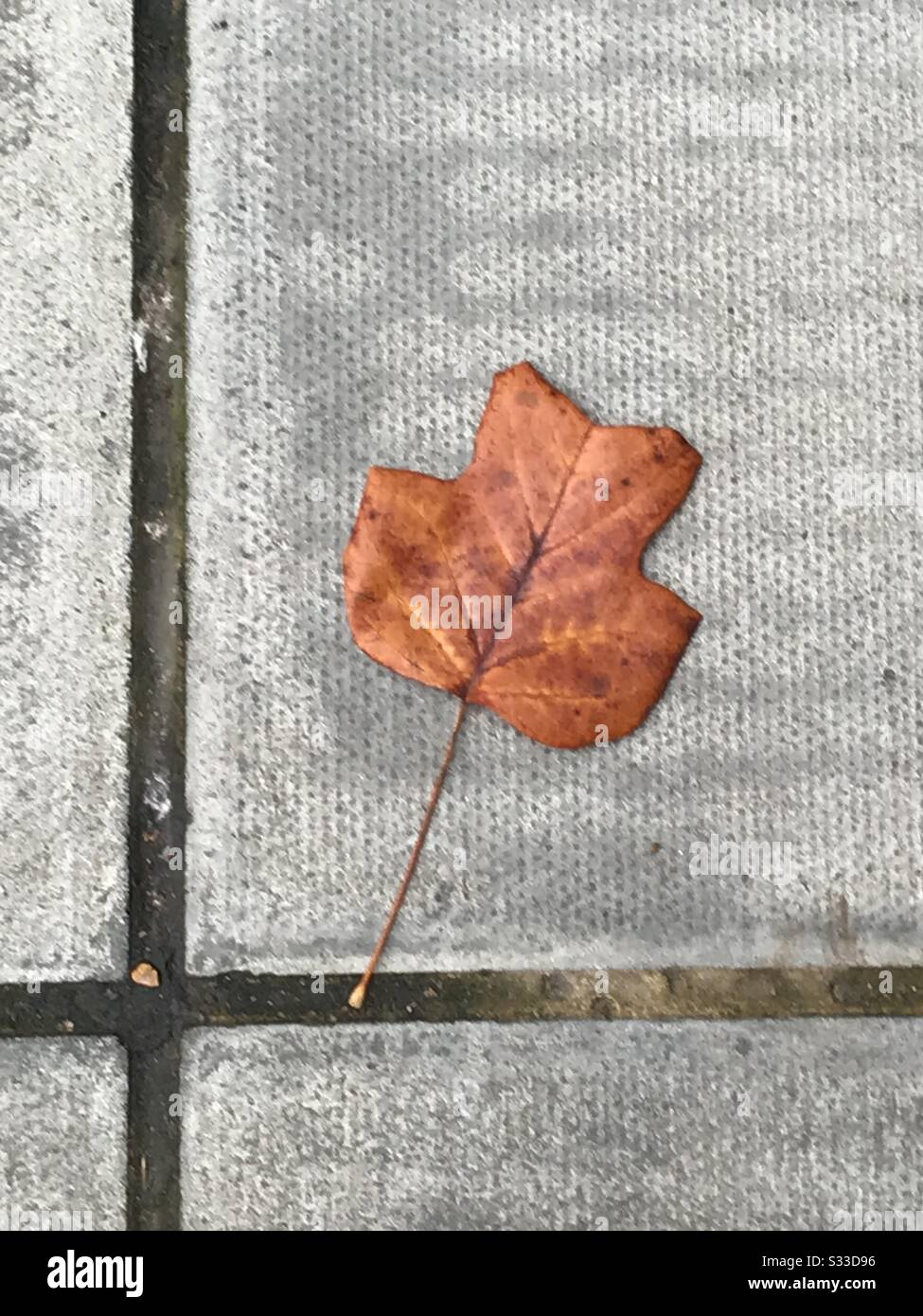 Tulip tree leaf on paving stone UK Stock Photo