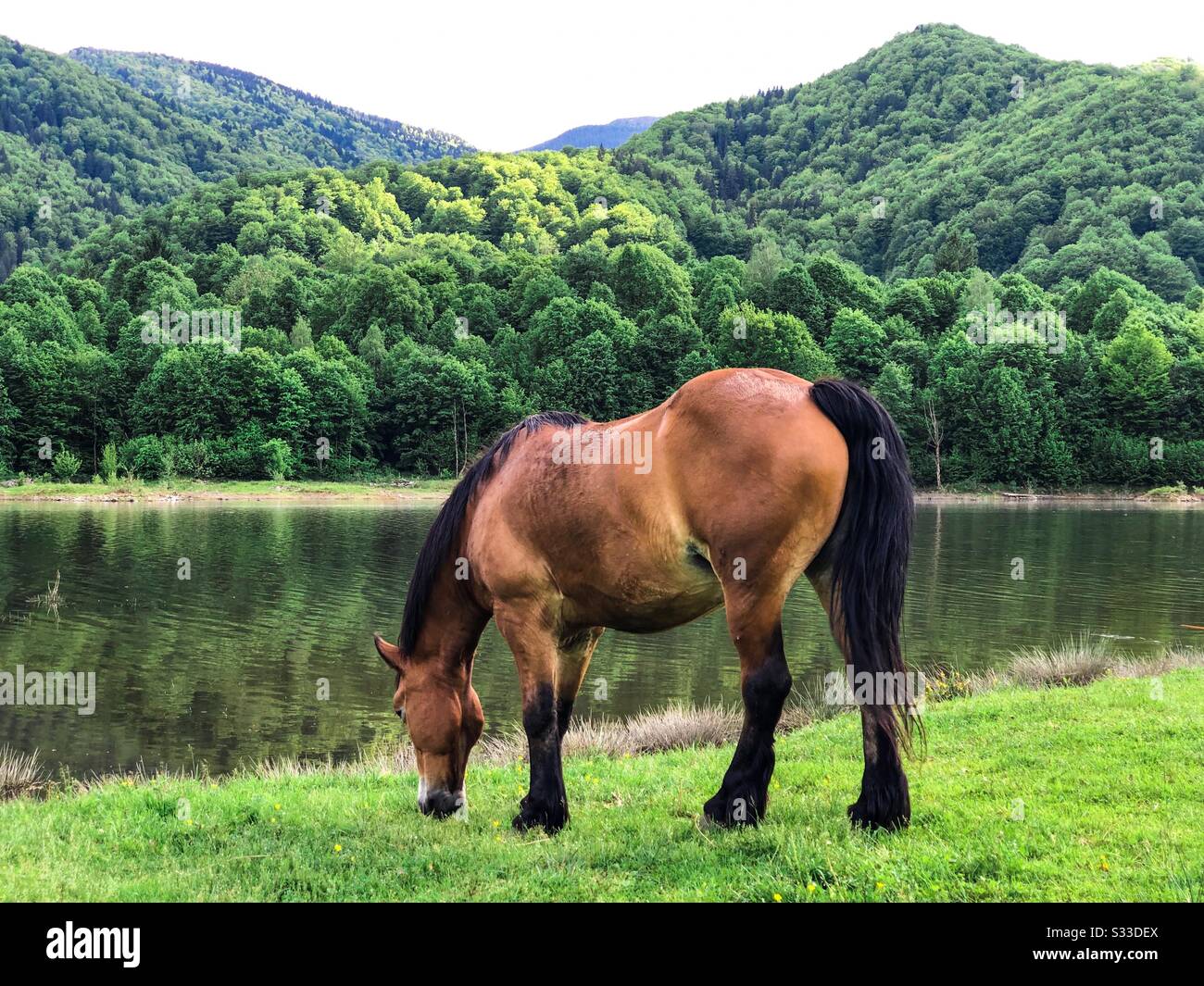 Horse grazing on a field - Smartphone Captured Stock Image