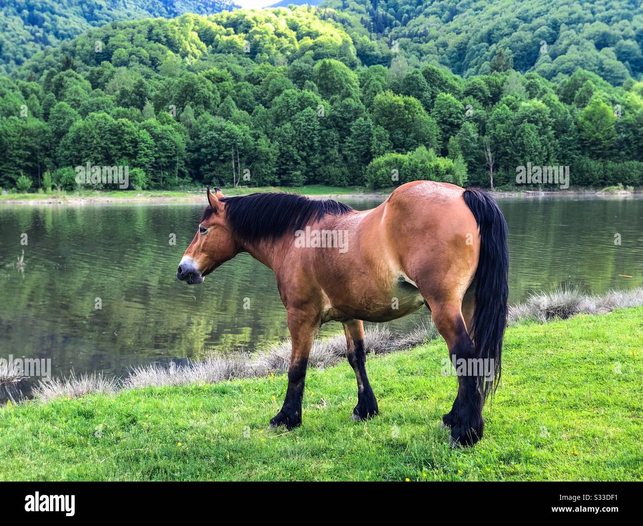Horse grazing on a field - Smartphone Captured Stock Image